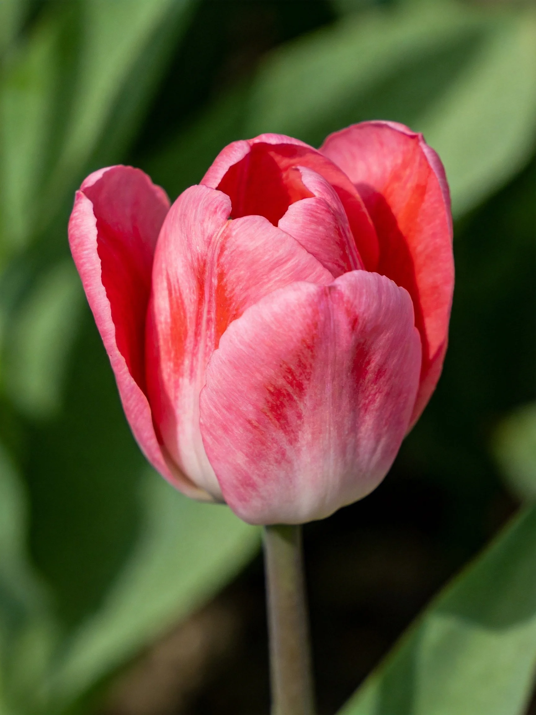 A pink tulip bud with gradient petals and green foliage