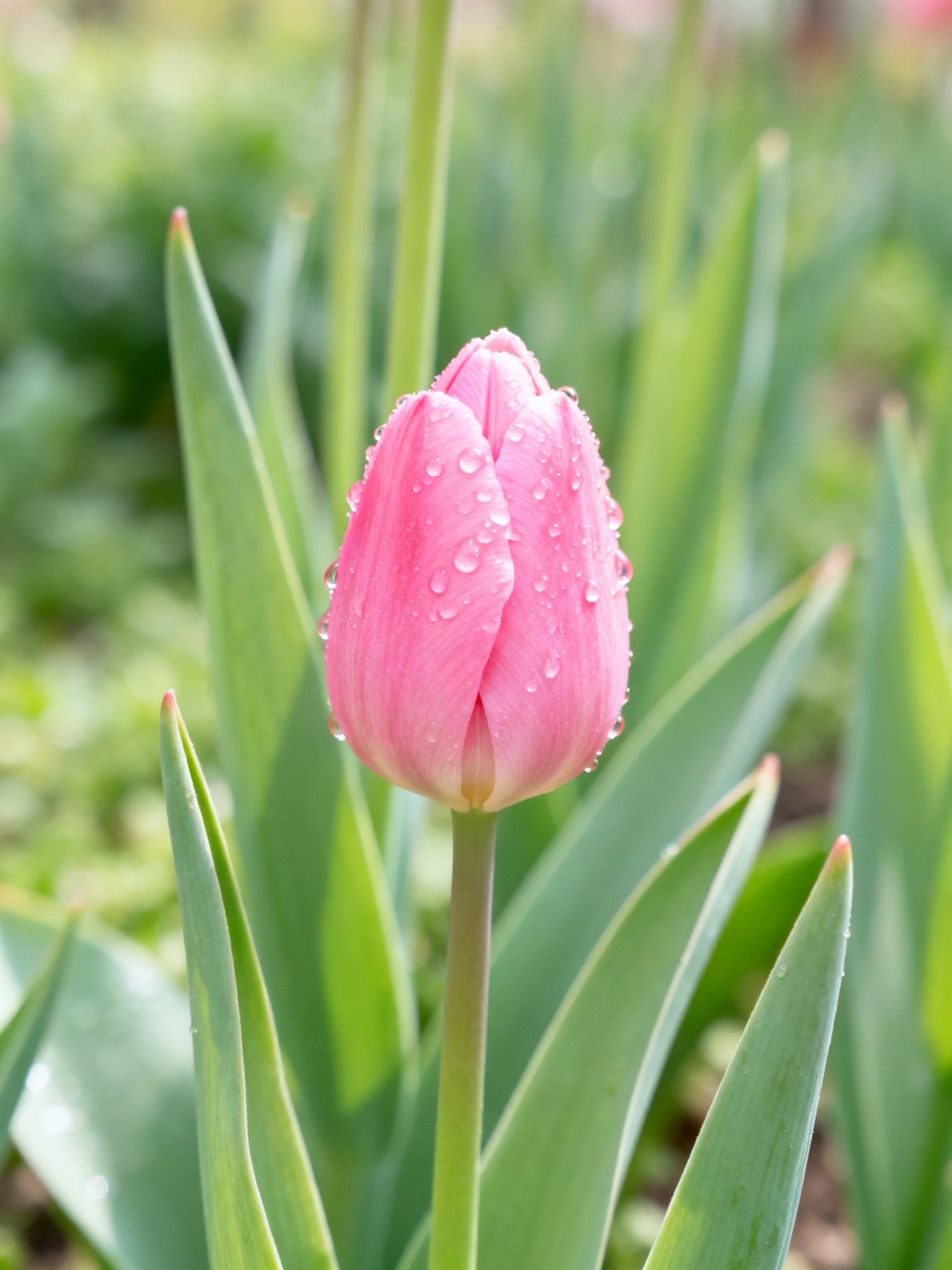 A pink tulip bud with water droplets among green leaves