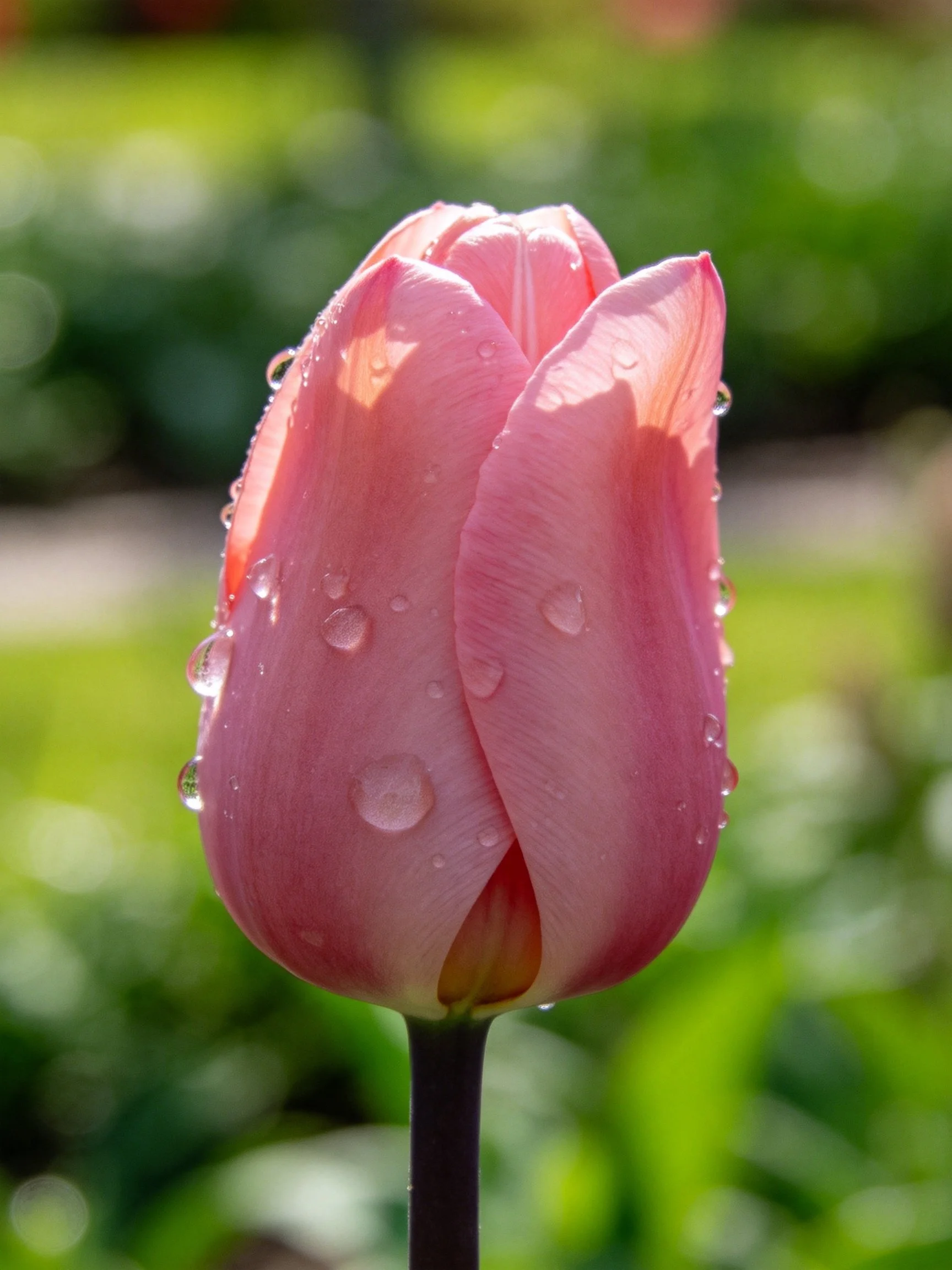 A pink tulip bud with water droplets, surrounded by green foliage