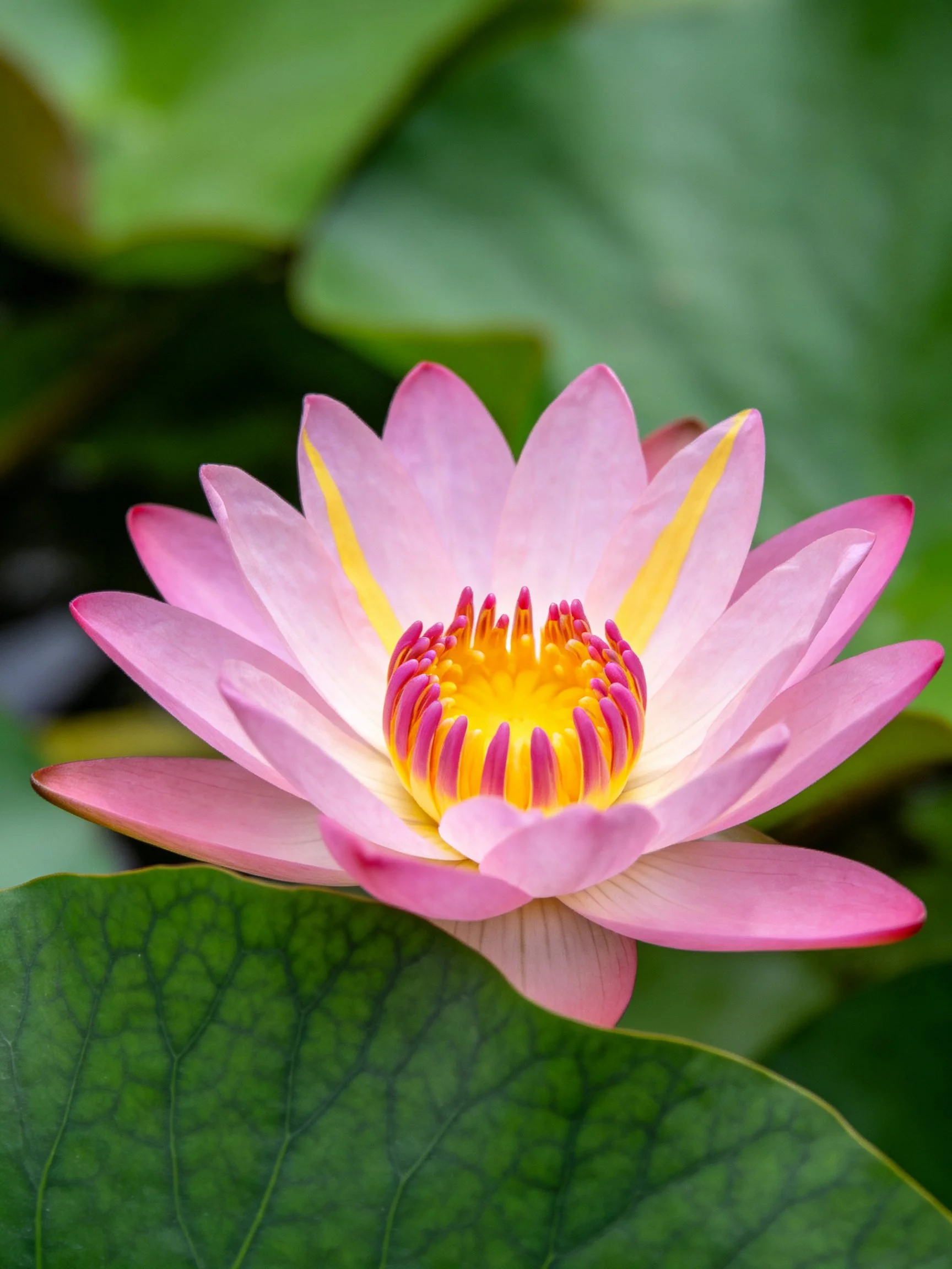 A pink water lily with yellow accents and large green leaves