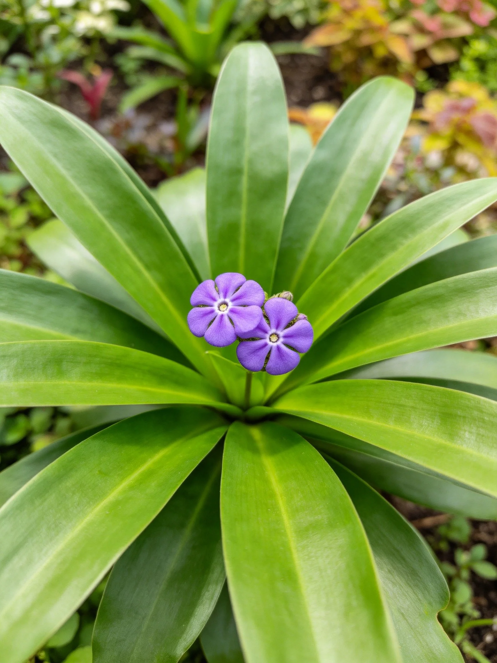 A plant with broad green leaves and two vibrant purple flowers