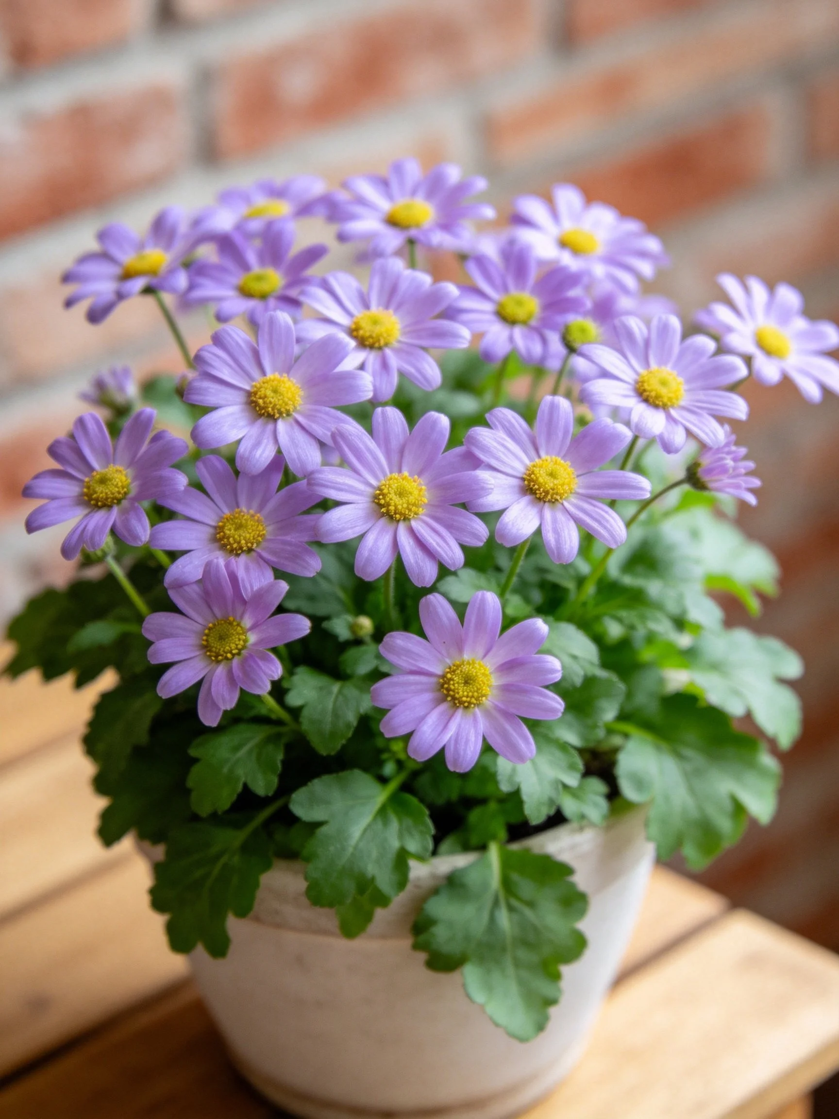 A potted arrangement of purple daisy - like flowers with yellow centers on a wooden surface