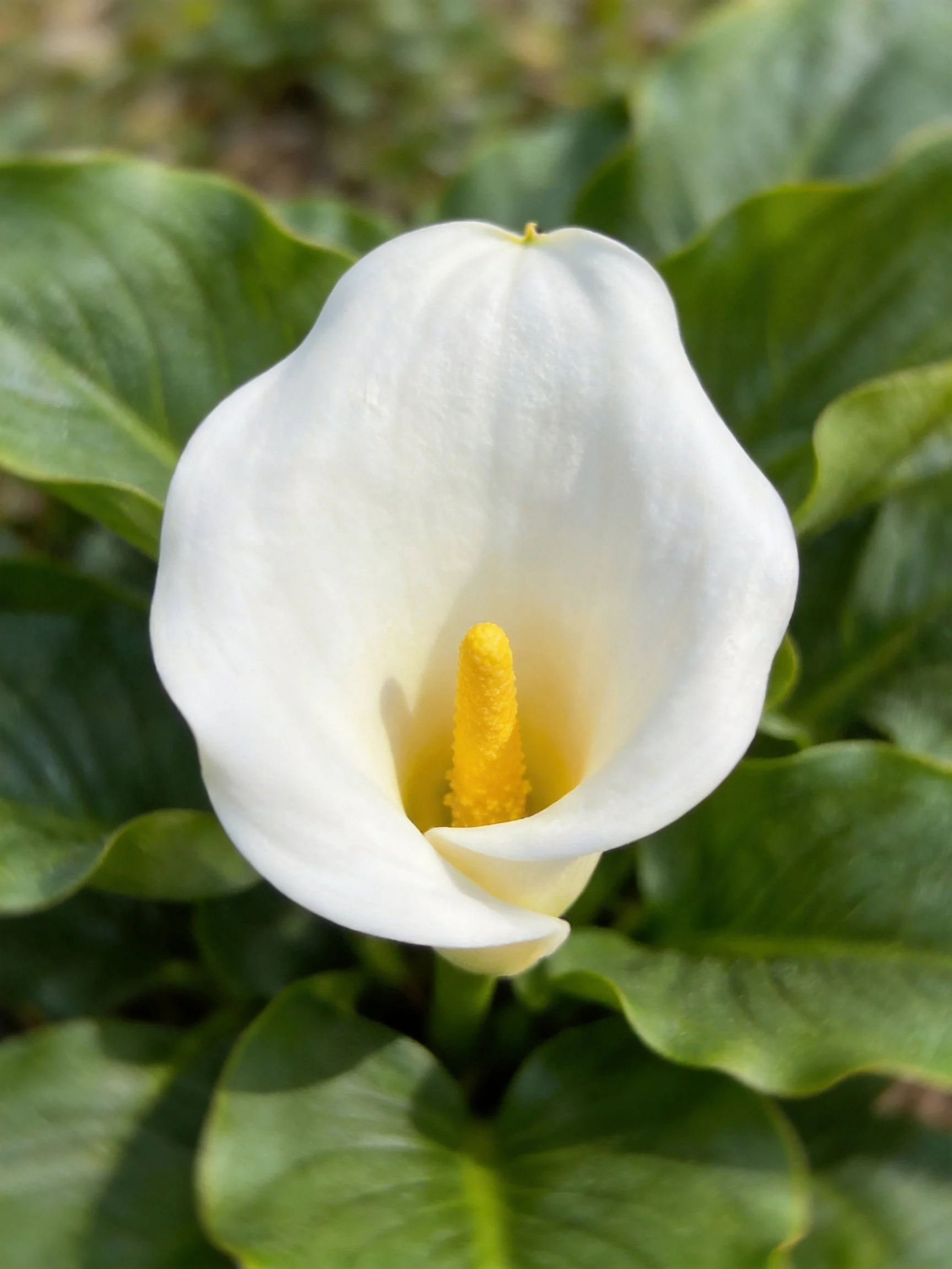 A pristine white calla lily with glossy green leaves