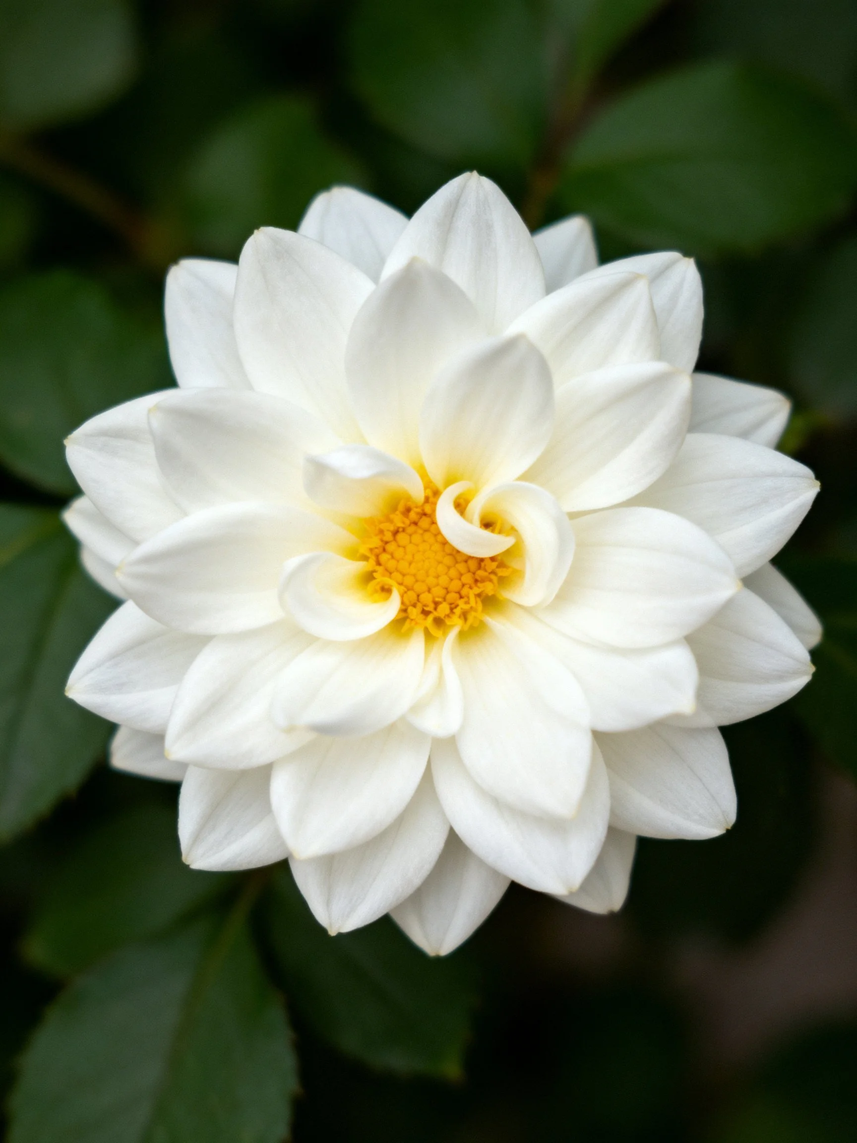 A pristine white dahlia with layered petals and a golden center