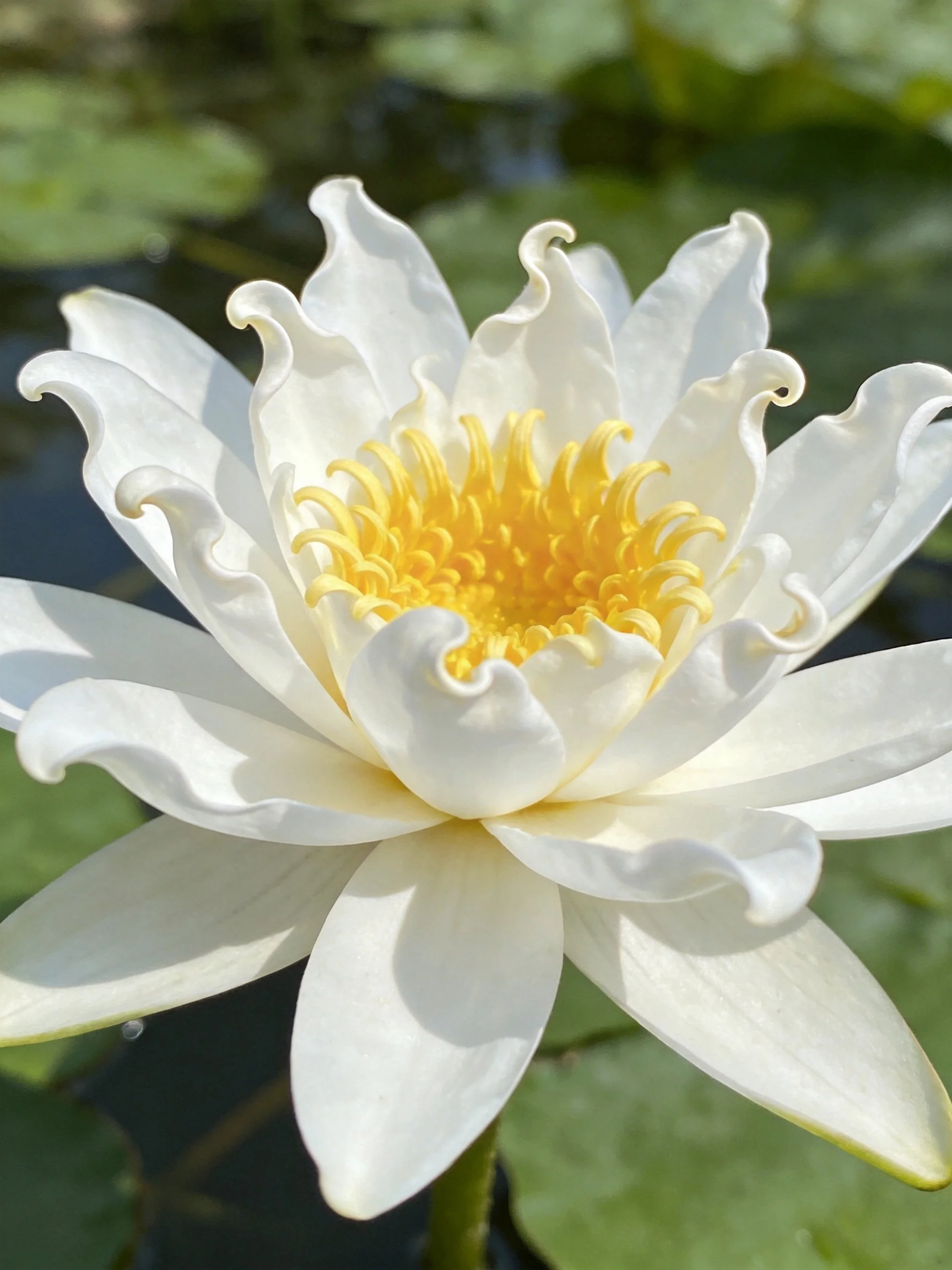 A pristine white water lily with golden center blooms among green lily pads