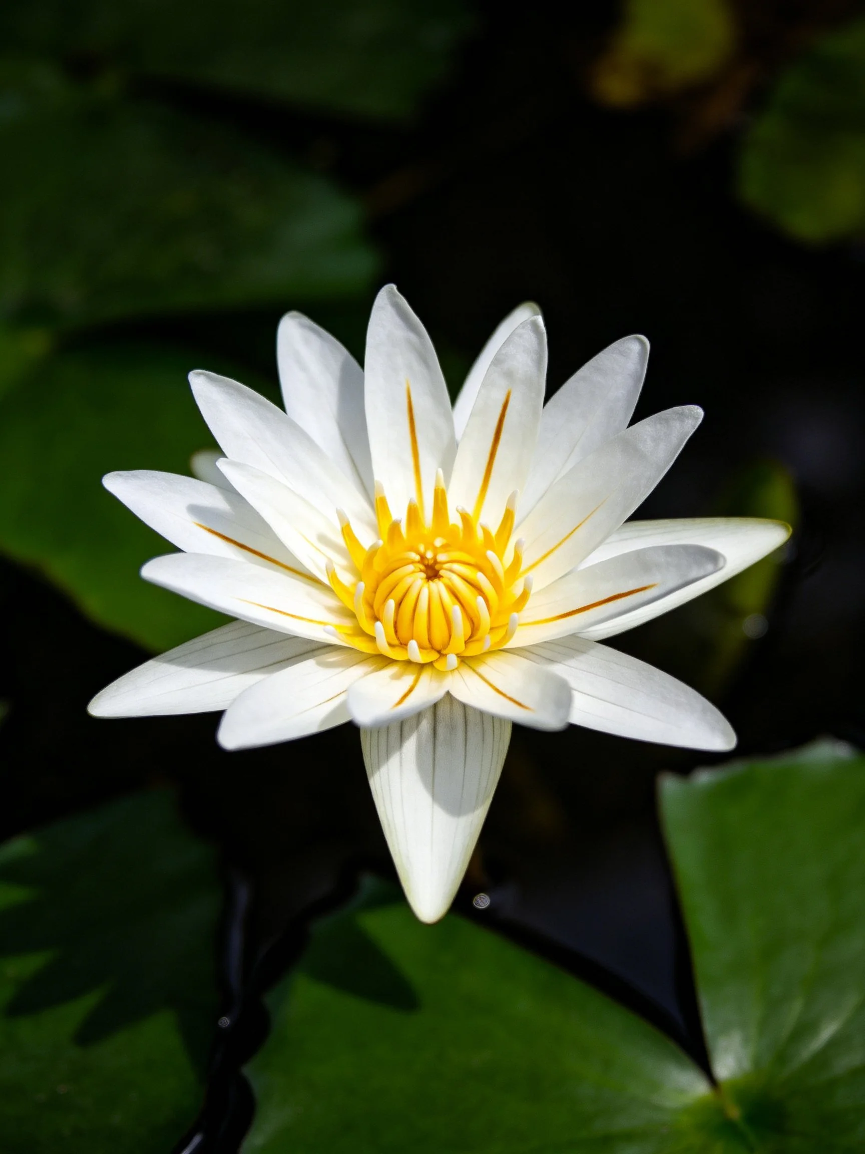 A pristine white water lily with golden-yellow center and green surroundings