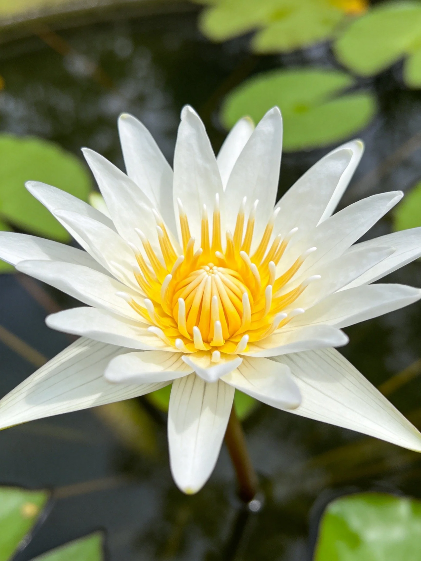 A pristine white water lily with vibrant yellow center