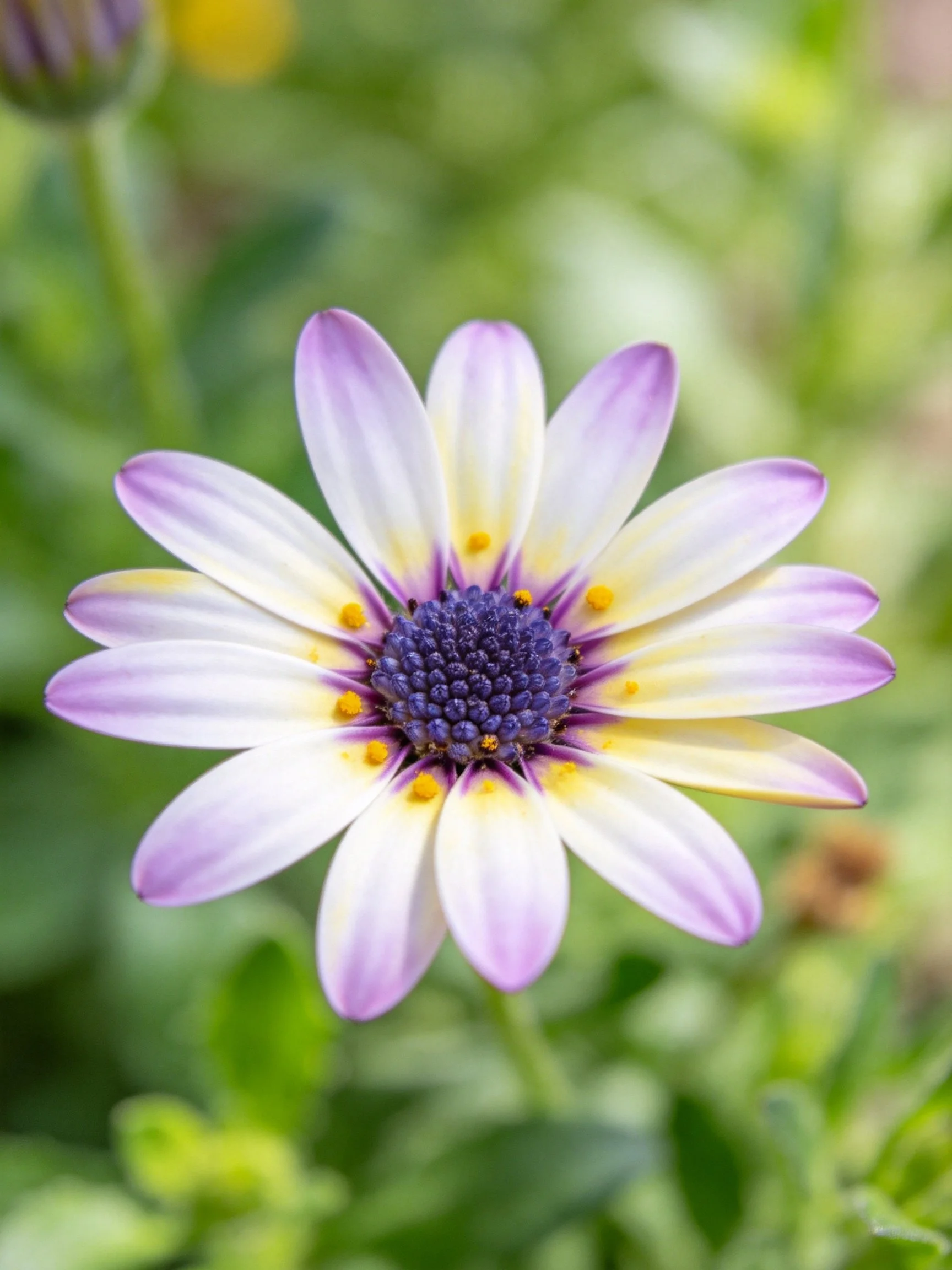 A purple and white daisy with yellow petal accents and a dark blue central core