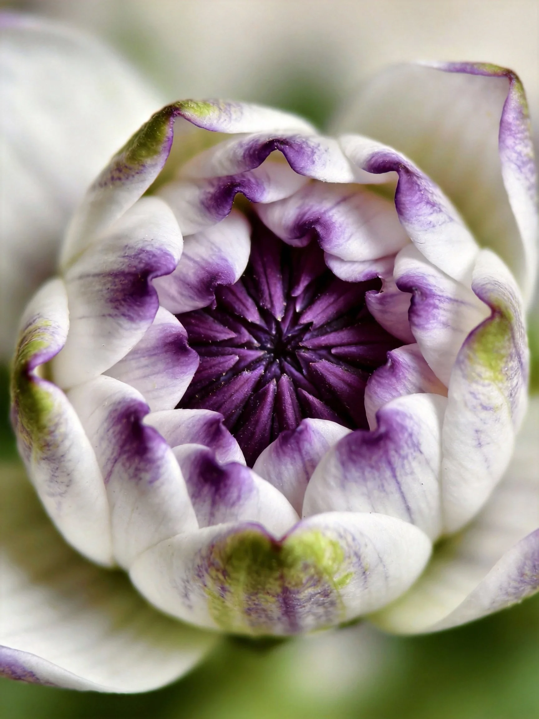 A purple-centered white petal bud with green edges