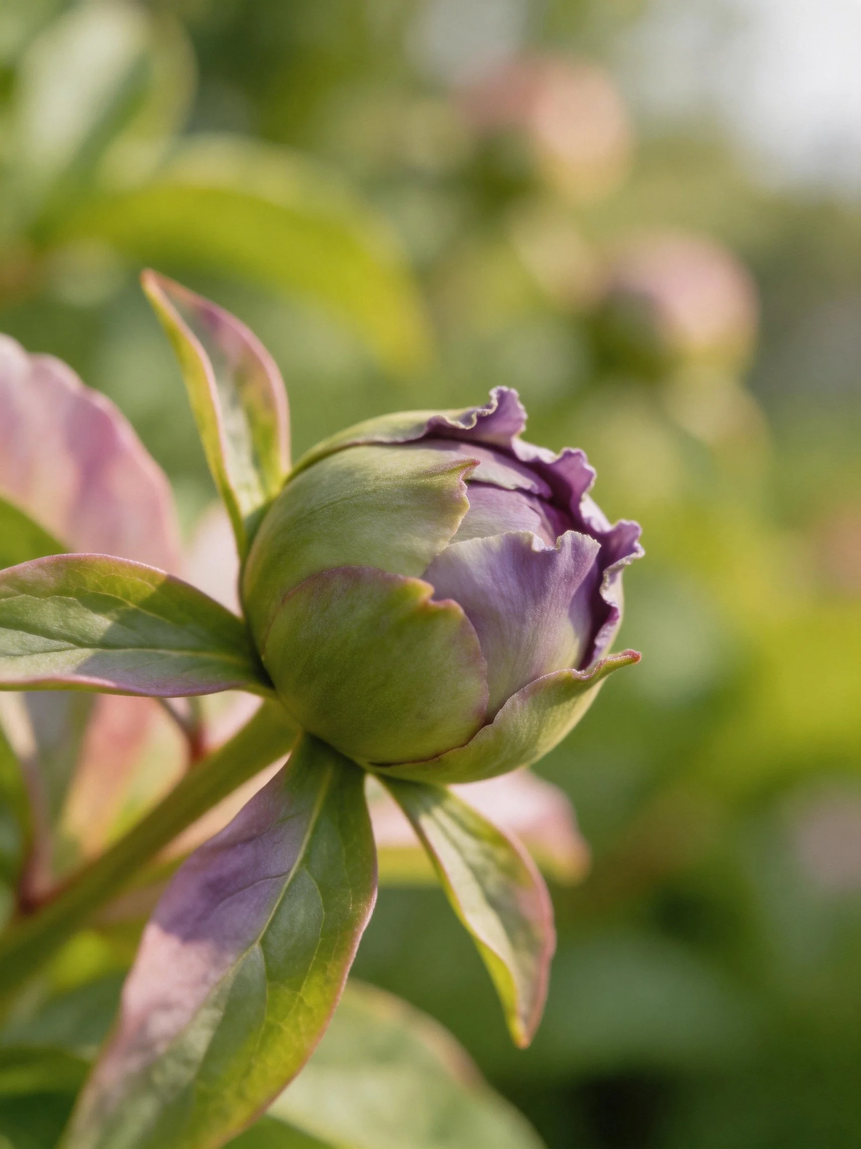 A purple flower bud with green and pink leaves in soft natural light