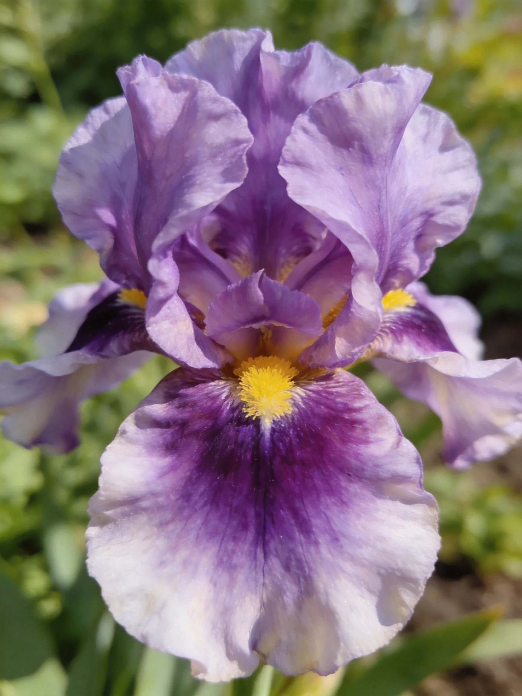 A purple iris with yellow center blooms in a lush green garden