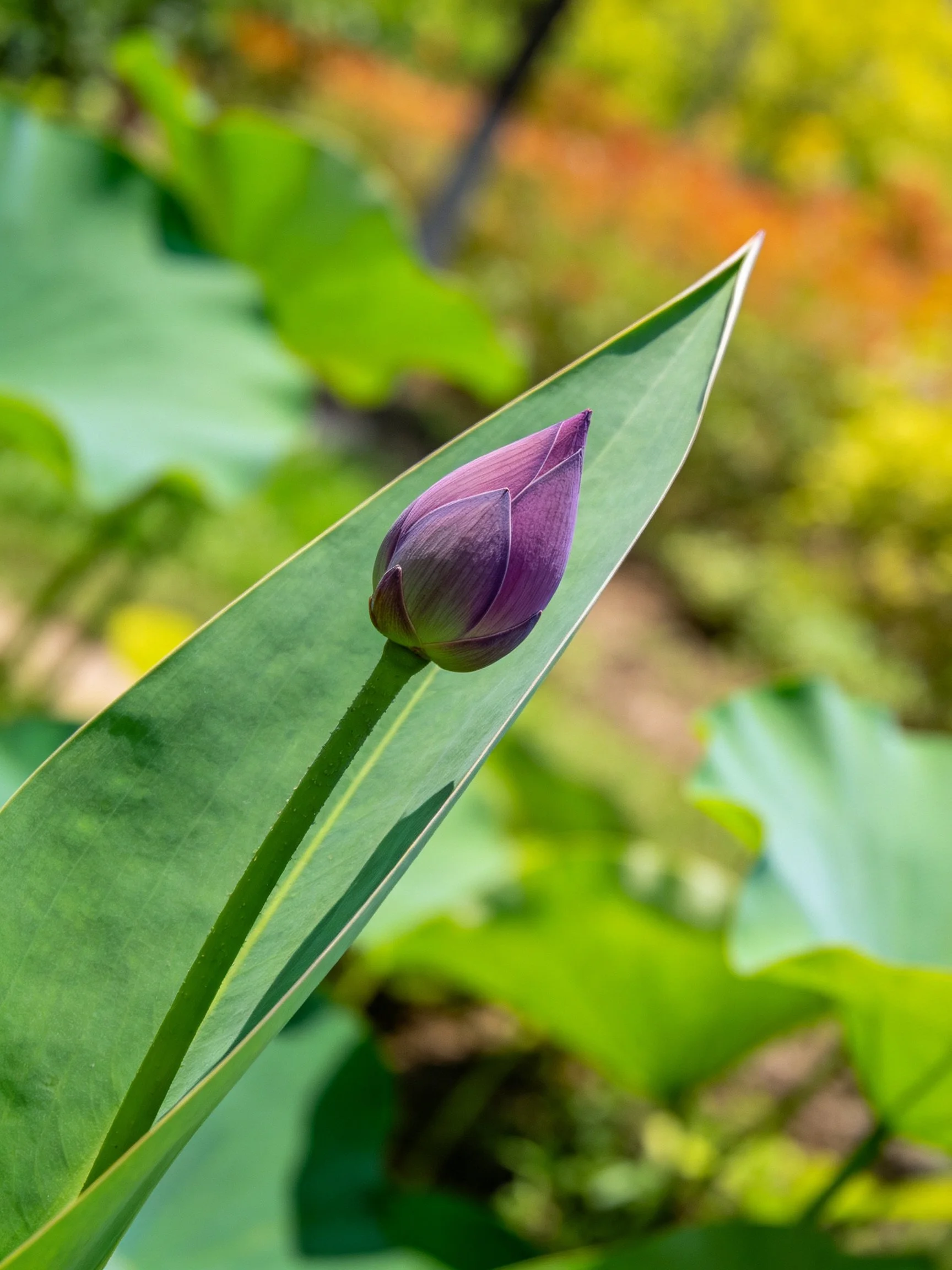 A purple lotus bud on a long green leaf with blurred greenery