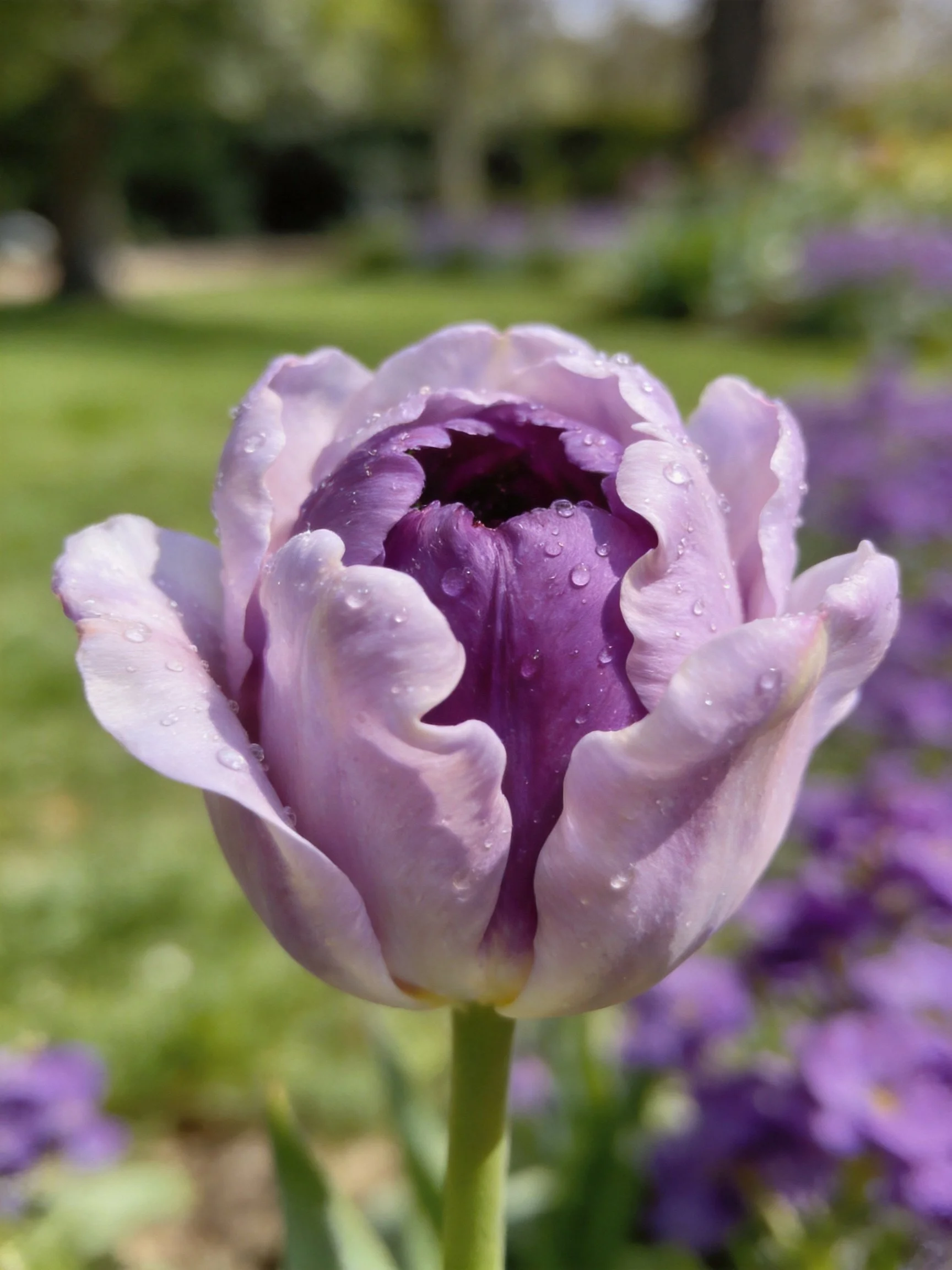A purple tulip with water droplets in a garden