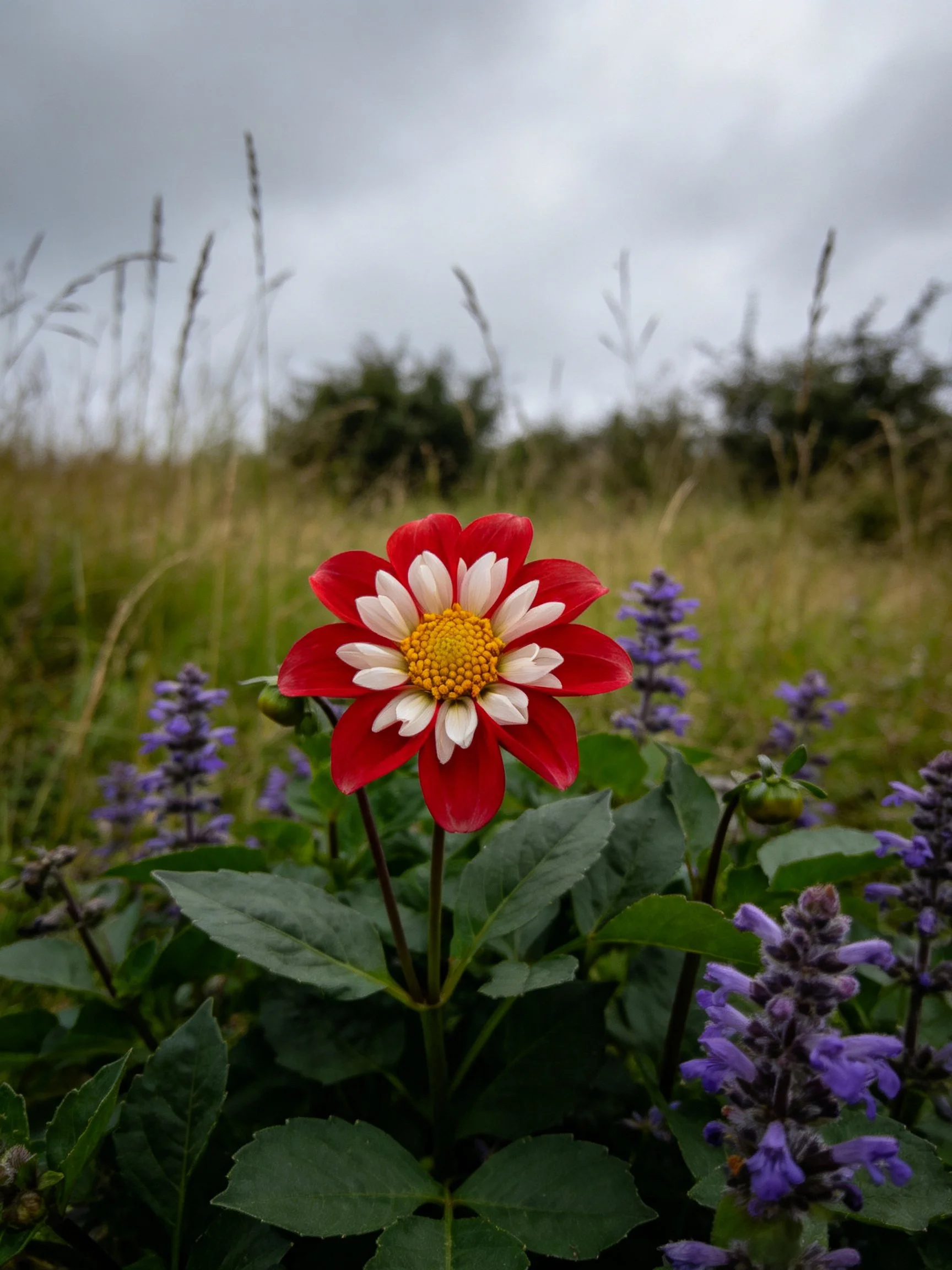 A red and white dahlia blooms amid purple wildflowers in a grassy field