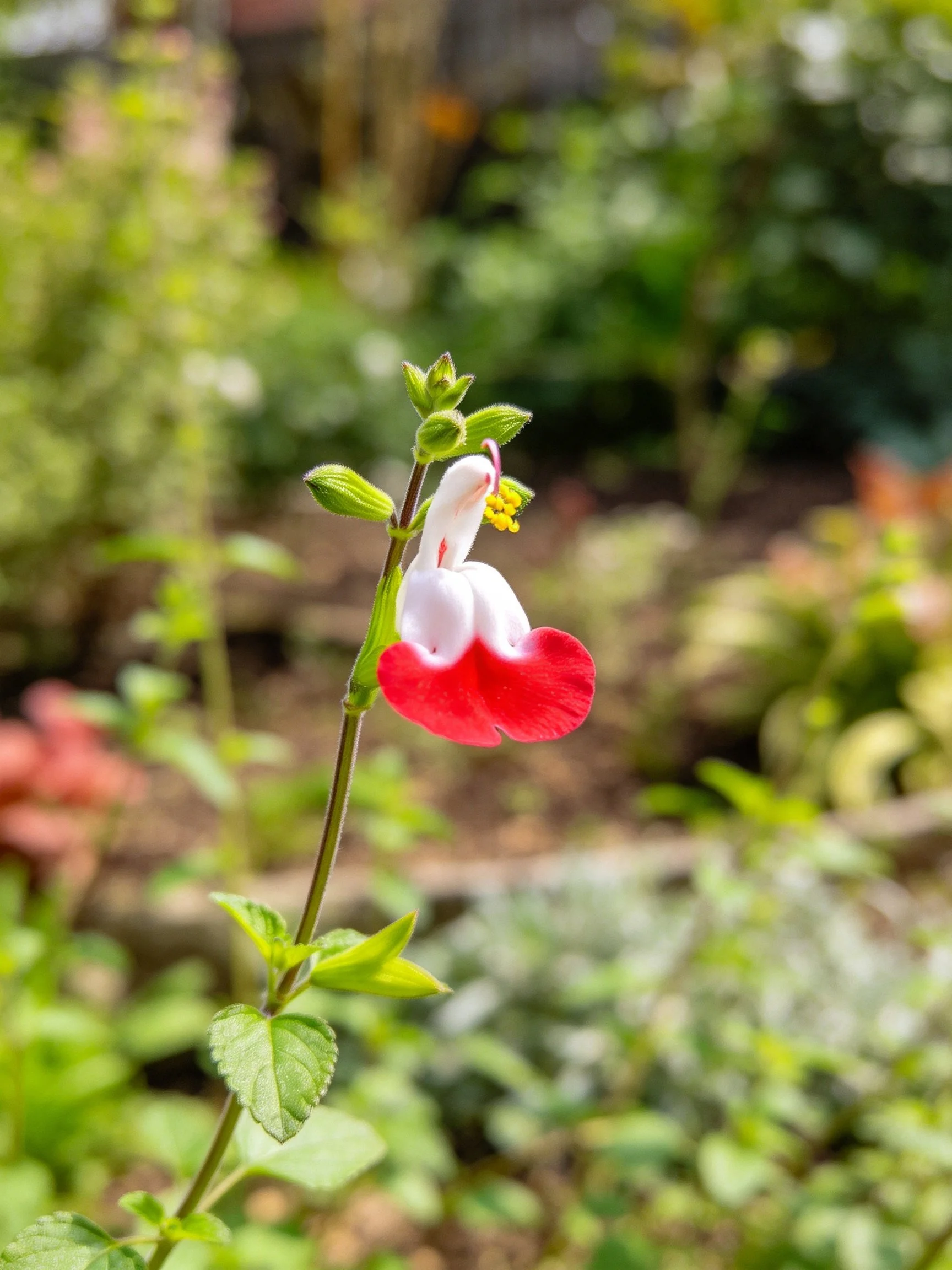 A red and white flowering plant with green stems and leaves in a garden