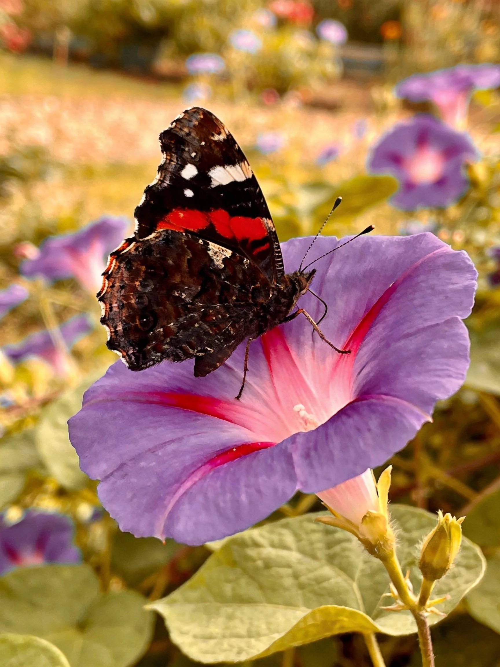A red-spotted butterfly perched on a vibrant purple flower