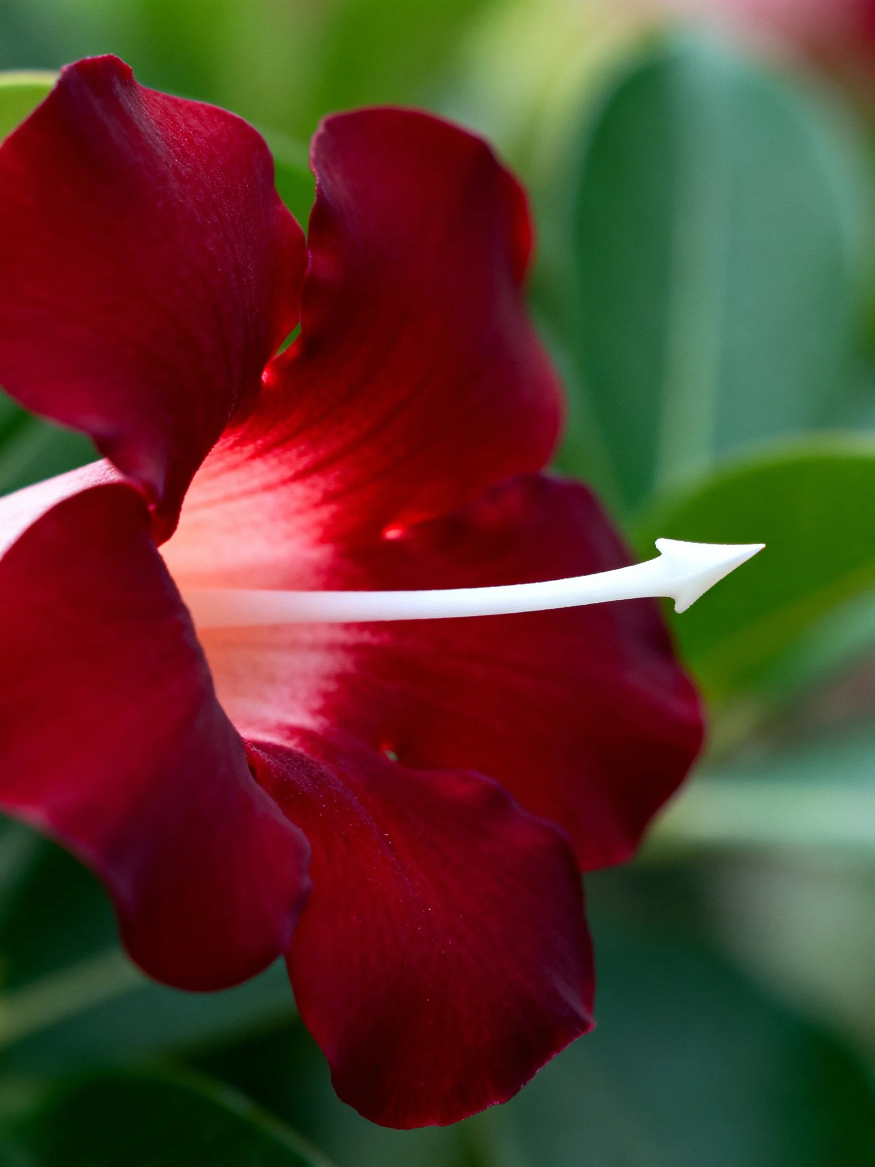 A rich crimson flower with a white arrow detail
