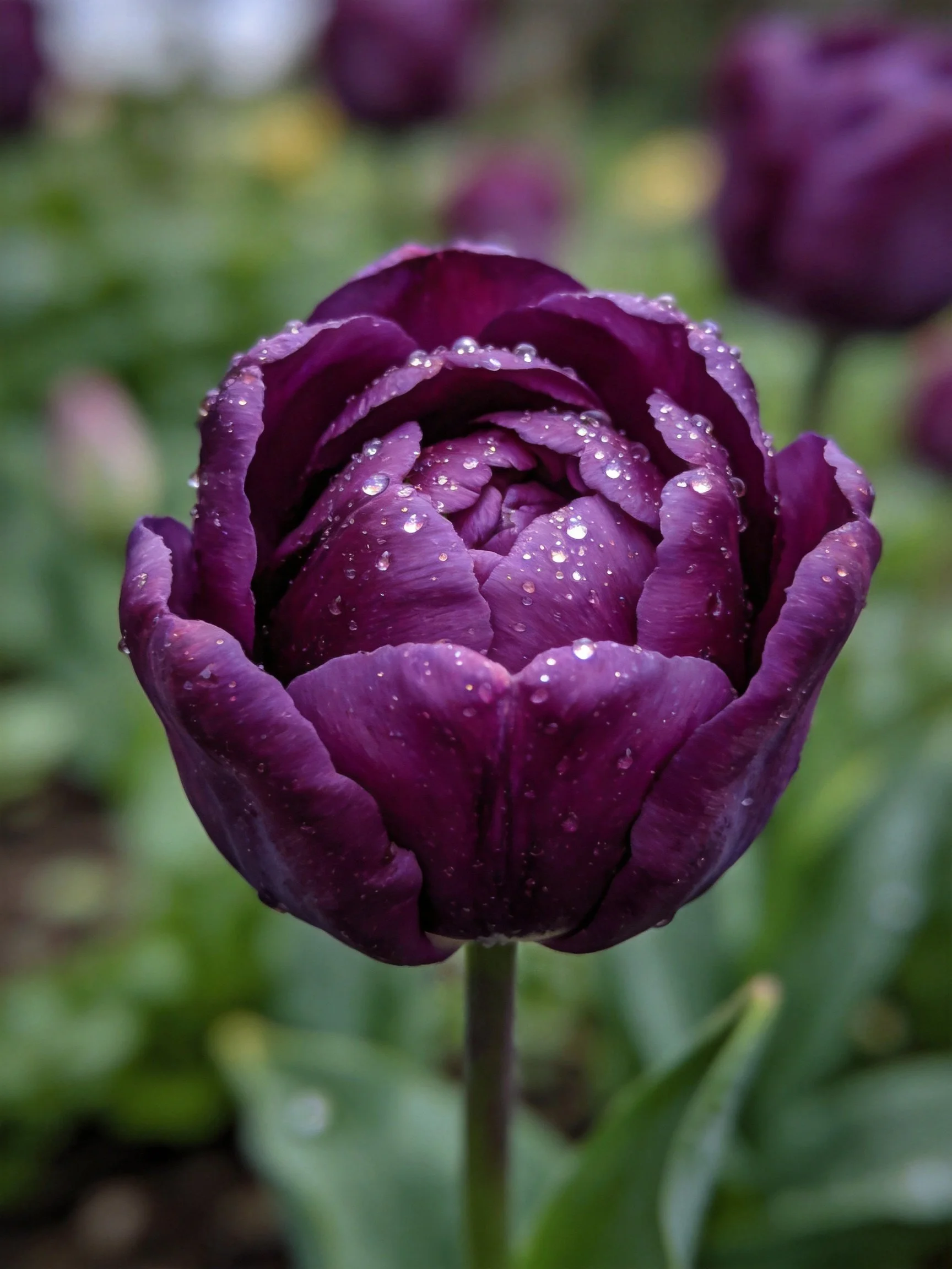 A rich purple tulip covered in dewdrops