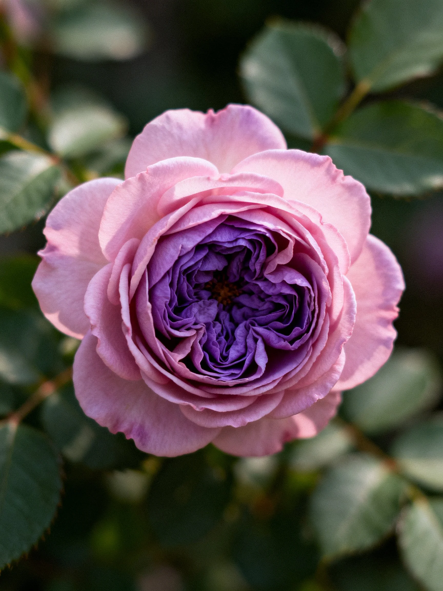 A rose with soft pink outer petals and vibrant purple center