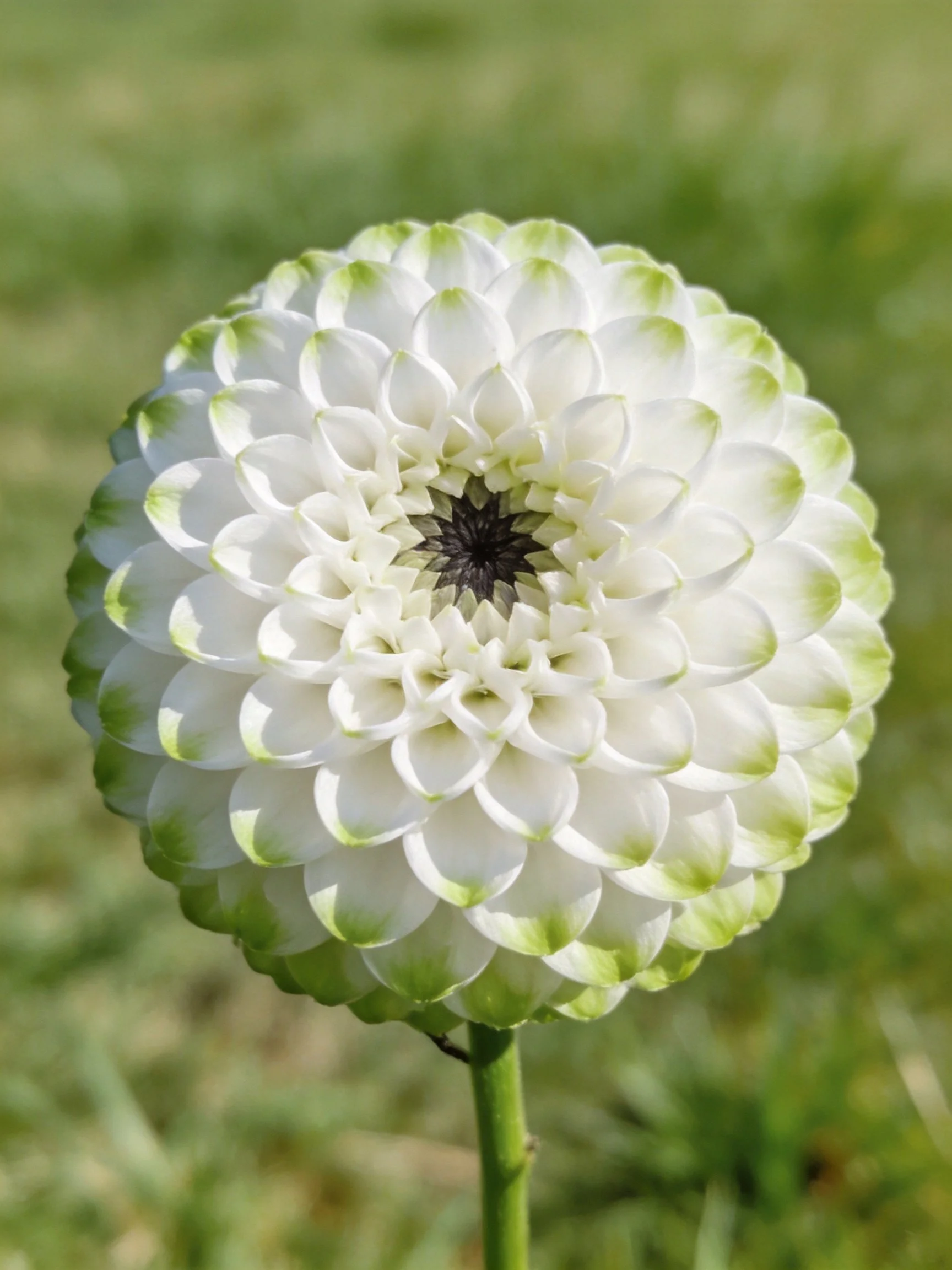 A round white dahlia with green-tipped petals