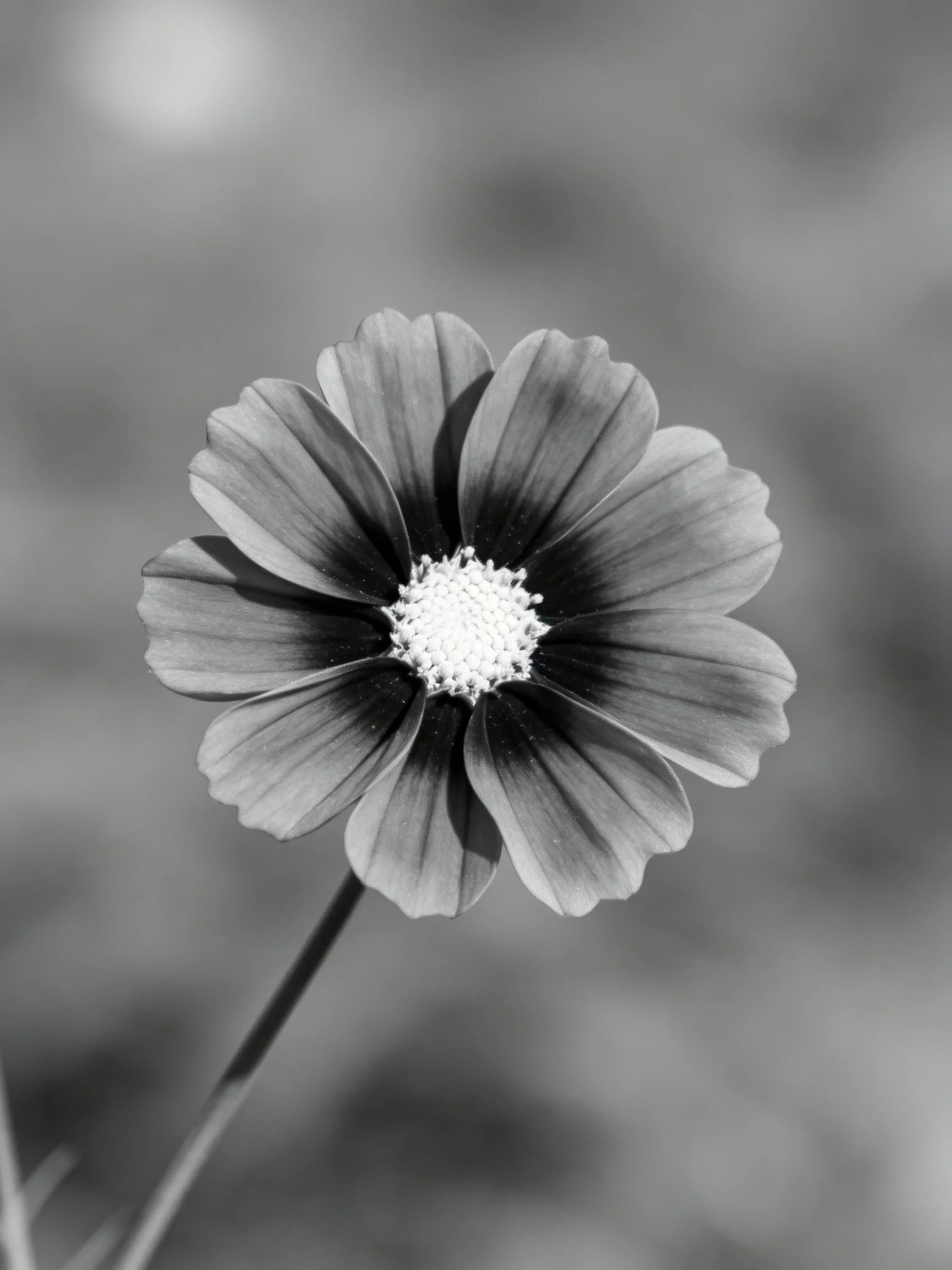 A single black - and - white cosmos flower with gradient petal tones