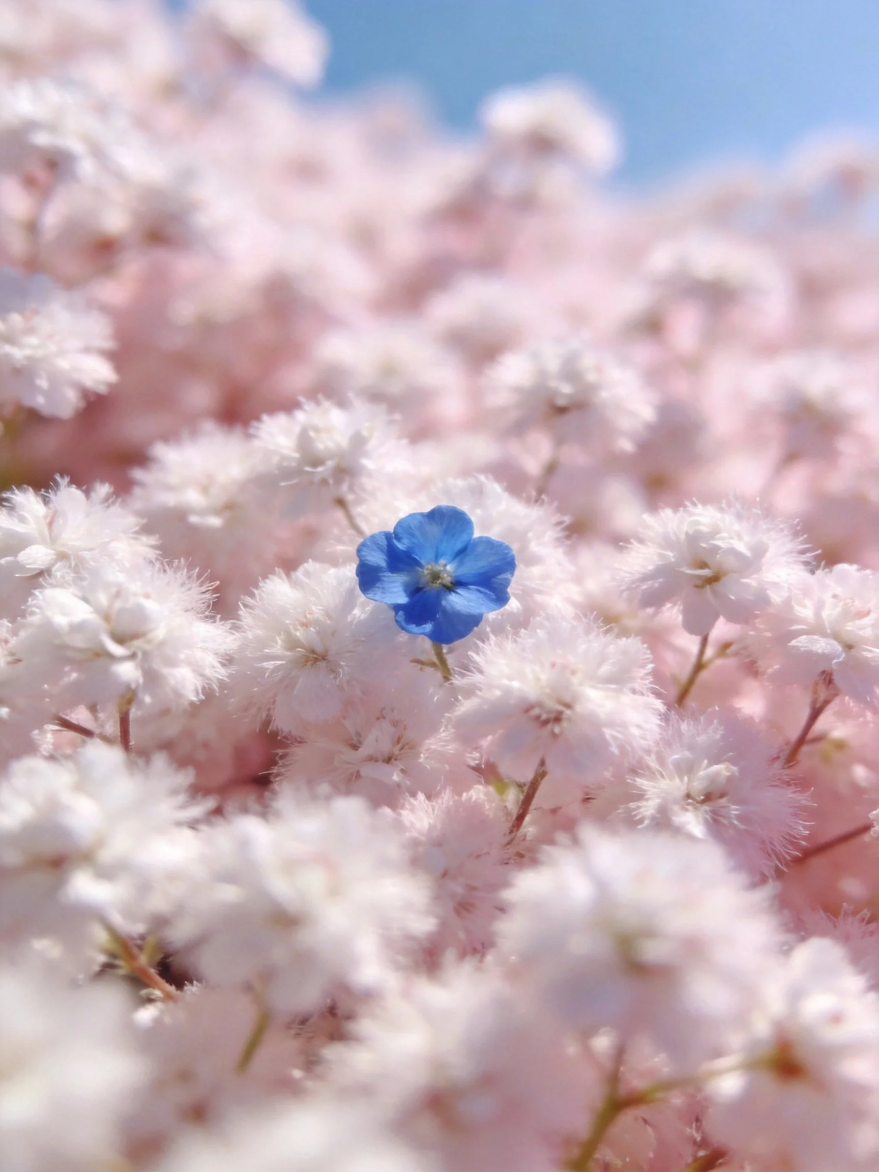 A single blue flower amid soft pink and white blooms