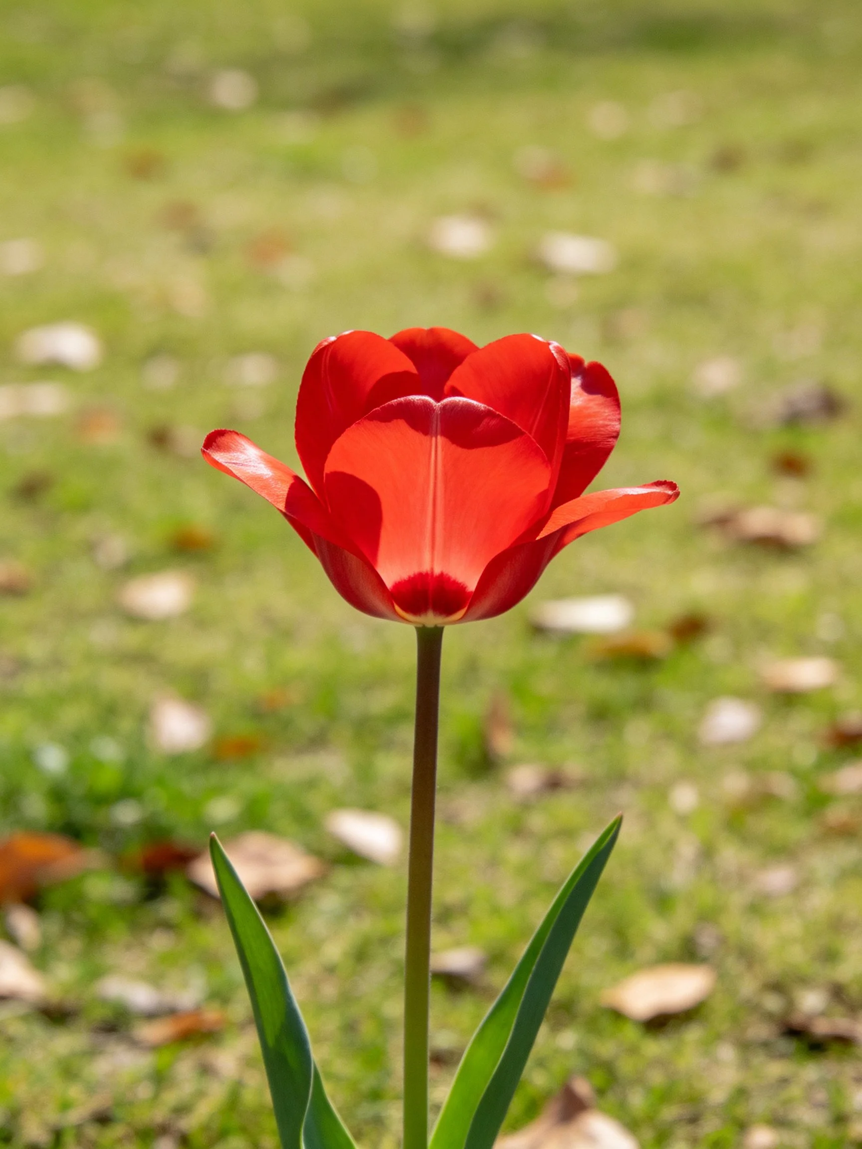 A single bright red tulip stands alone amid a blurred green grassy backdrop.