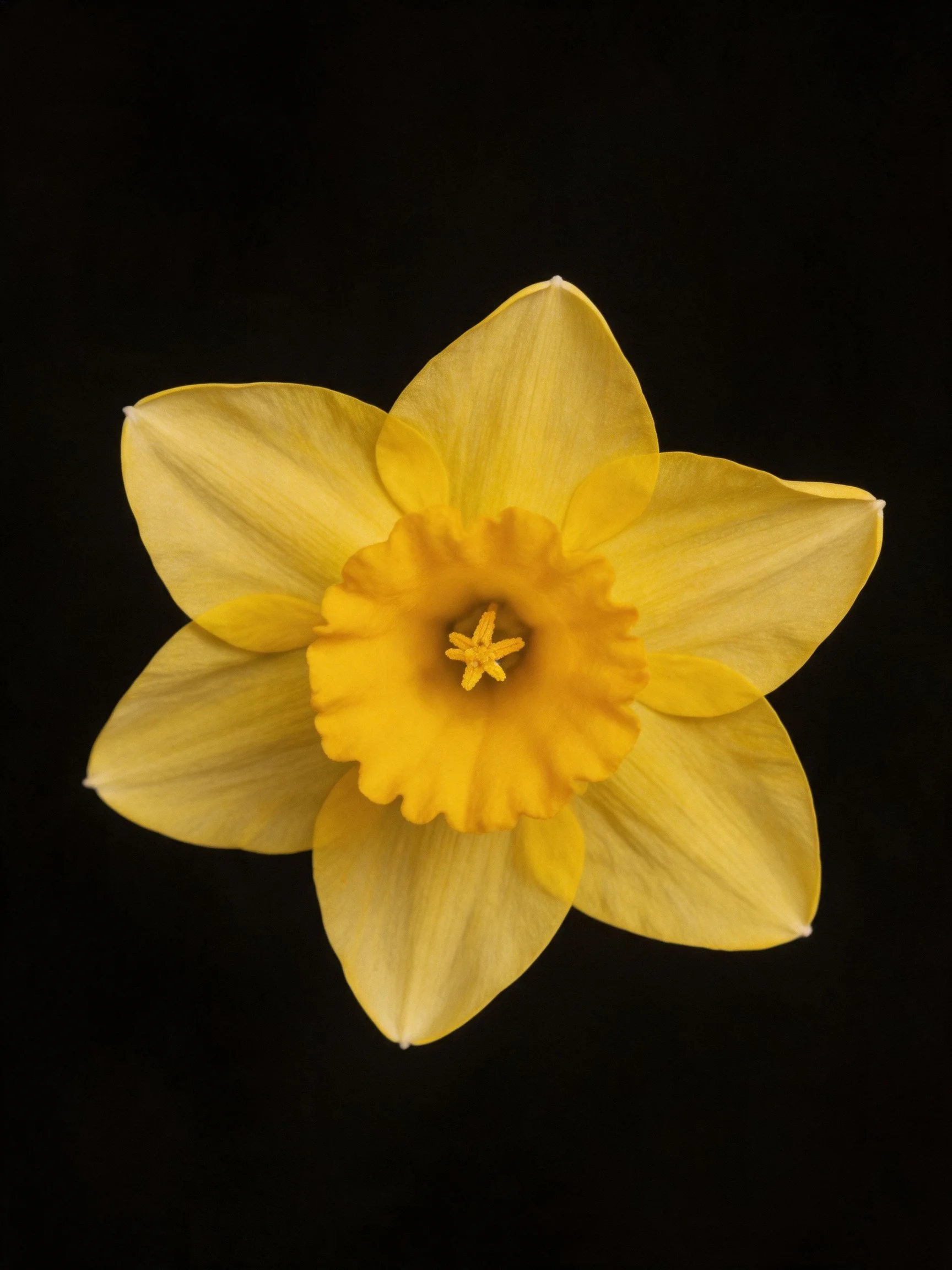 A single bright yellow daffodil with golden center on black backdrop