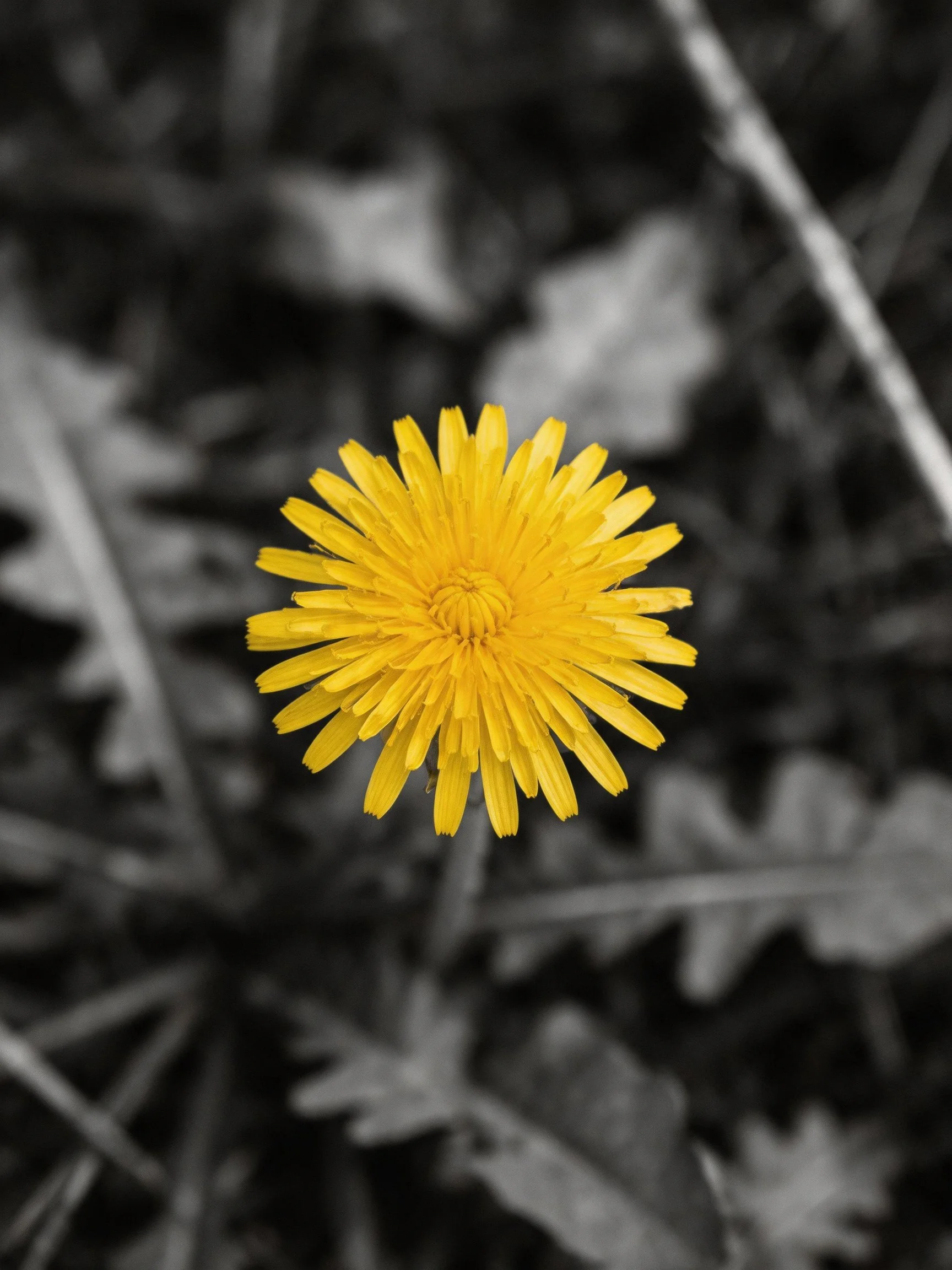 A single bright yellow dandelion centered amid monochrome foliage