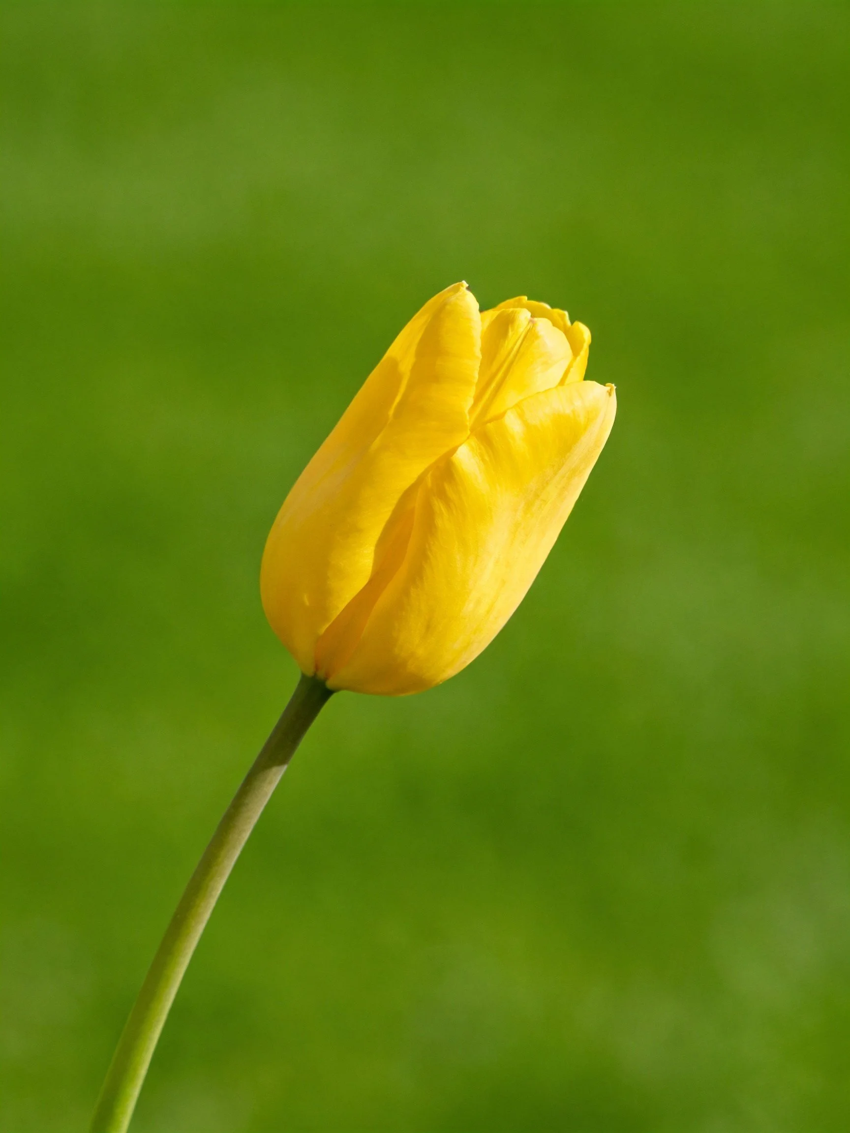A single bright yellow tulip bud with a slender stem against a blurred green background