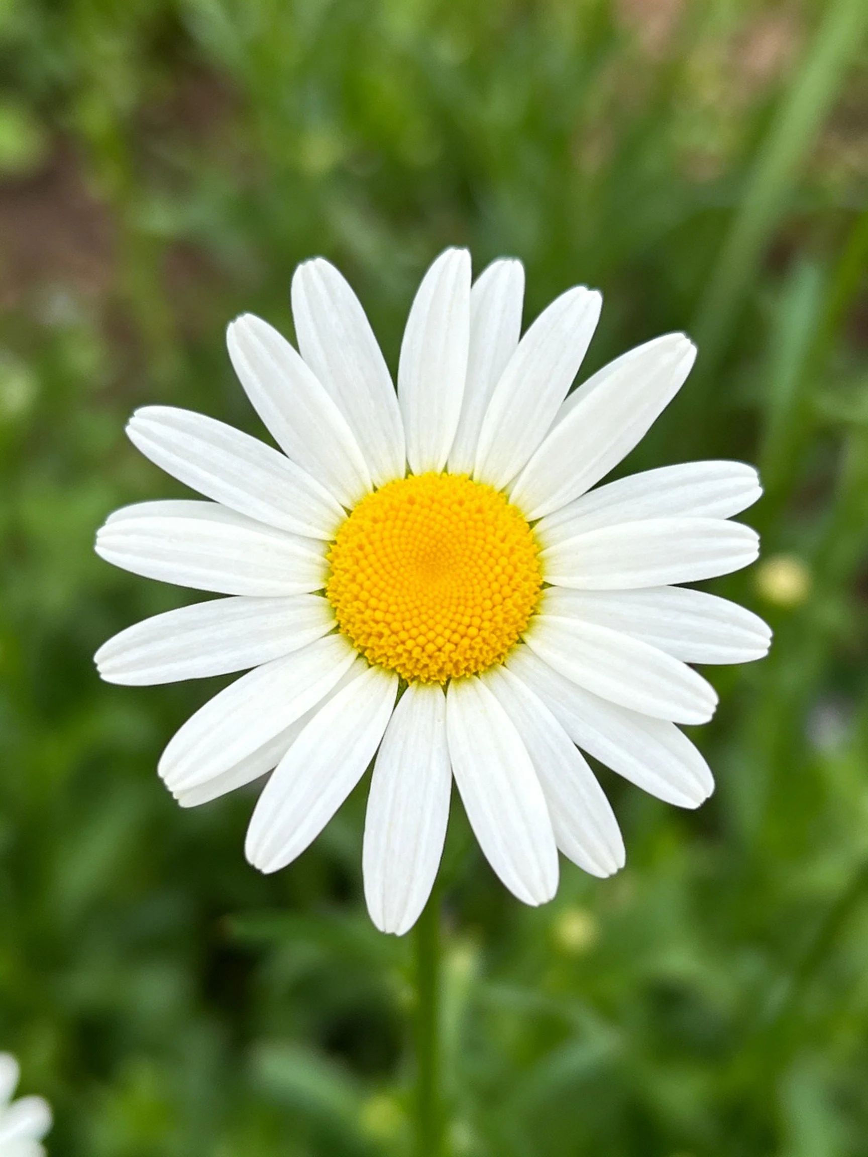 A single daisy with white petals and golden yellow center