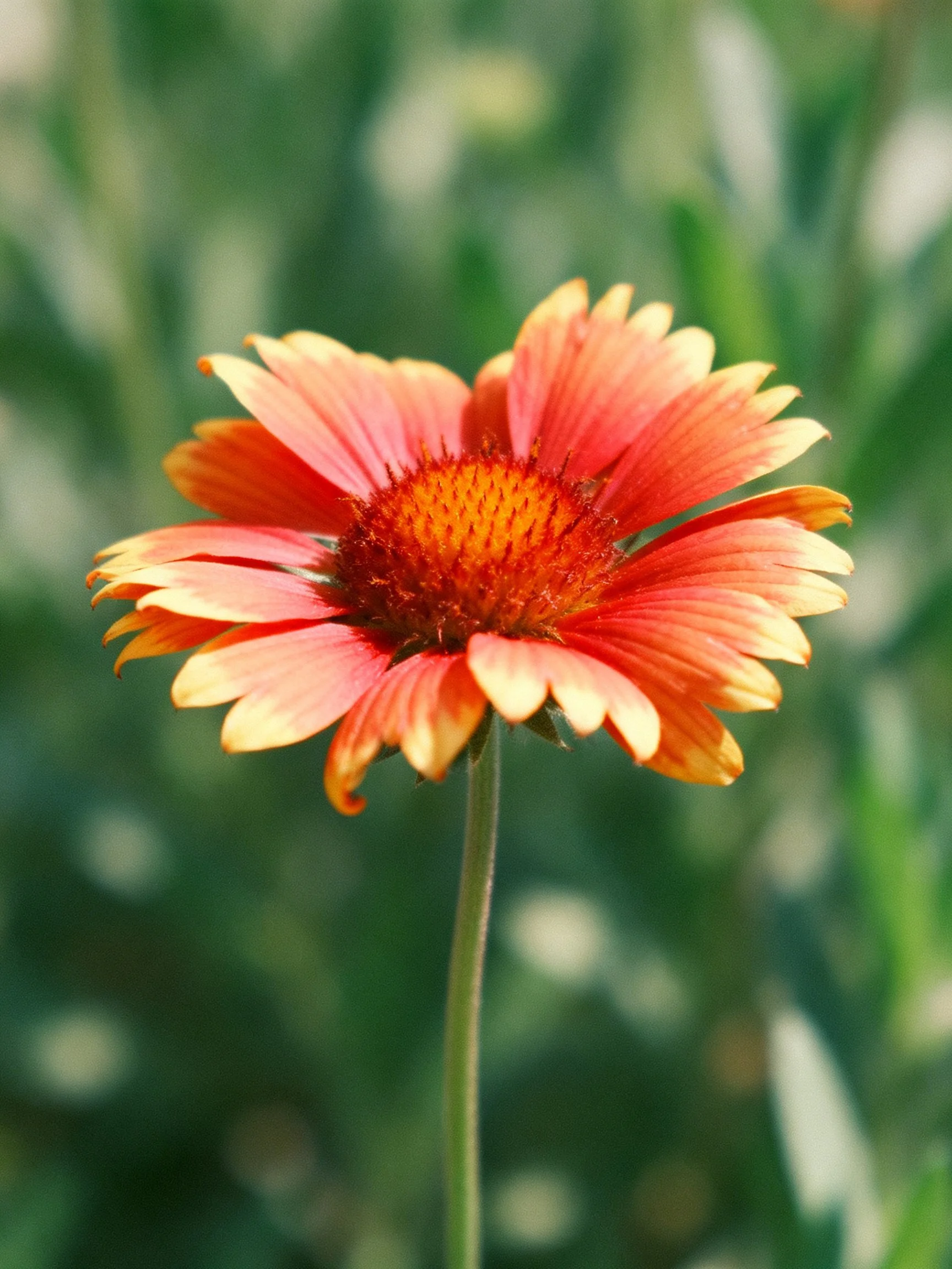 A single flower with orange-pink petals and golden center, against blurred green background