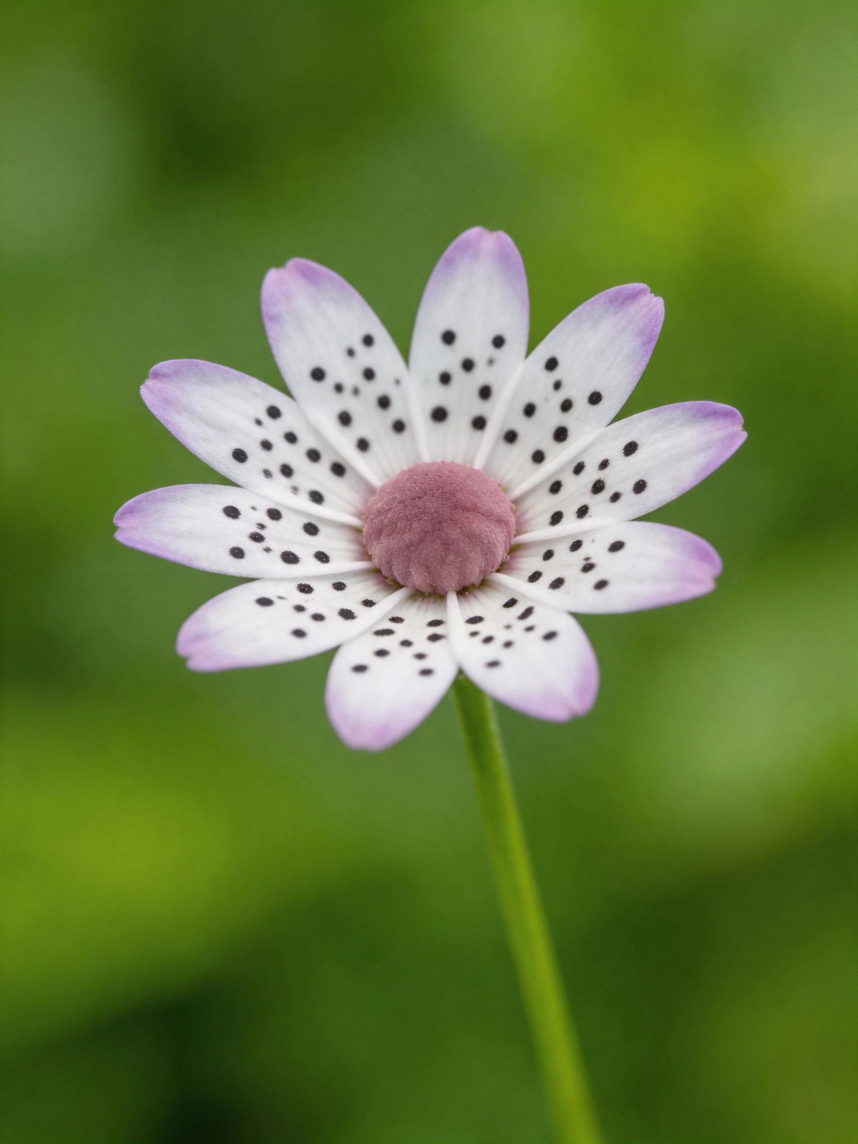 A single flower with white spotted petals and pink center