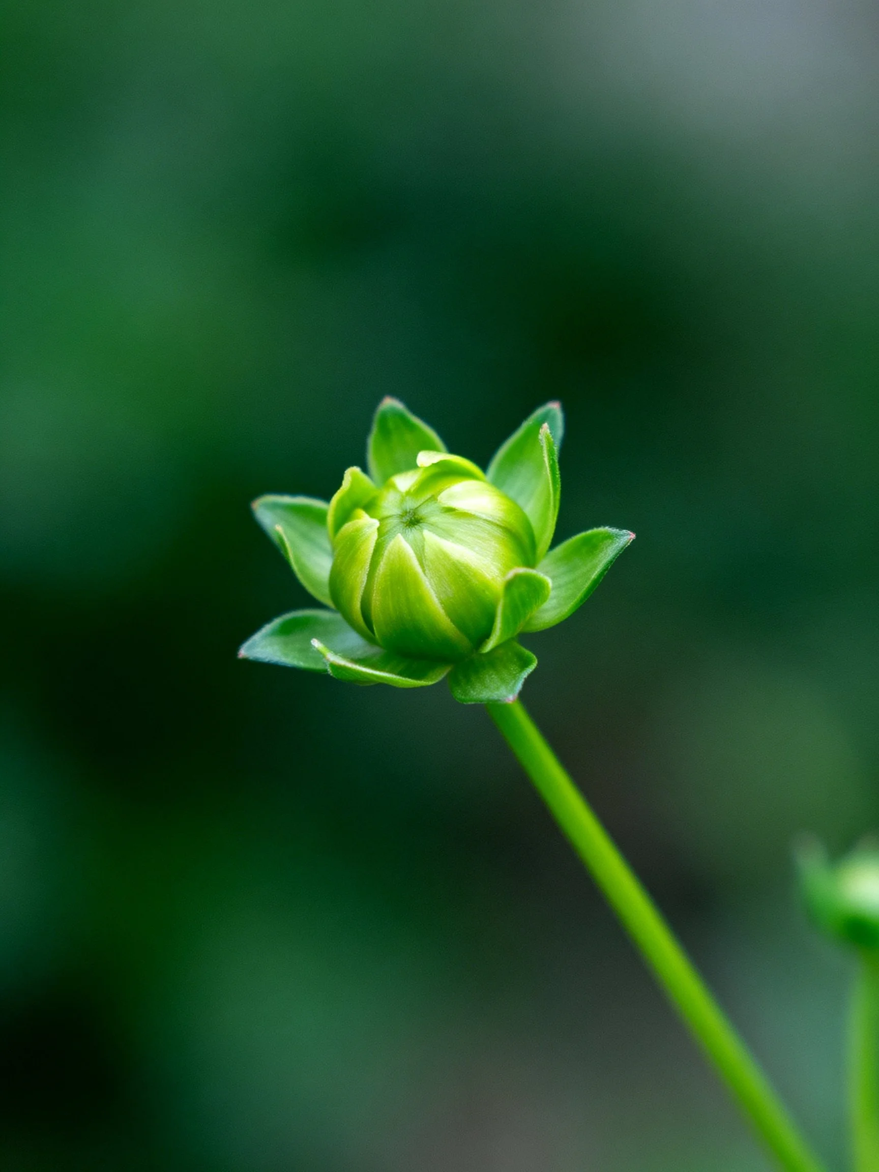 A single green flower bud with a slender stem