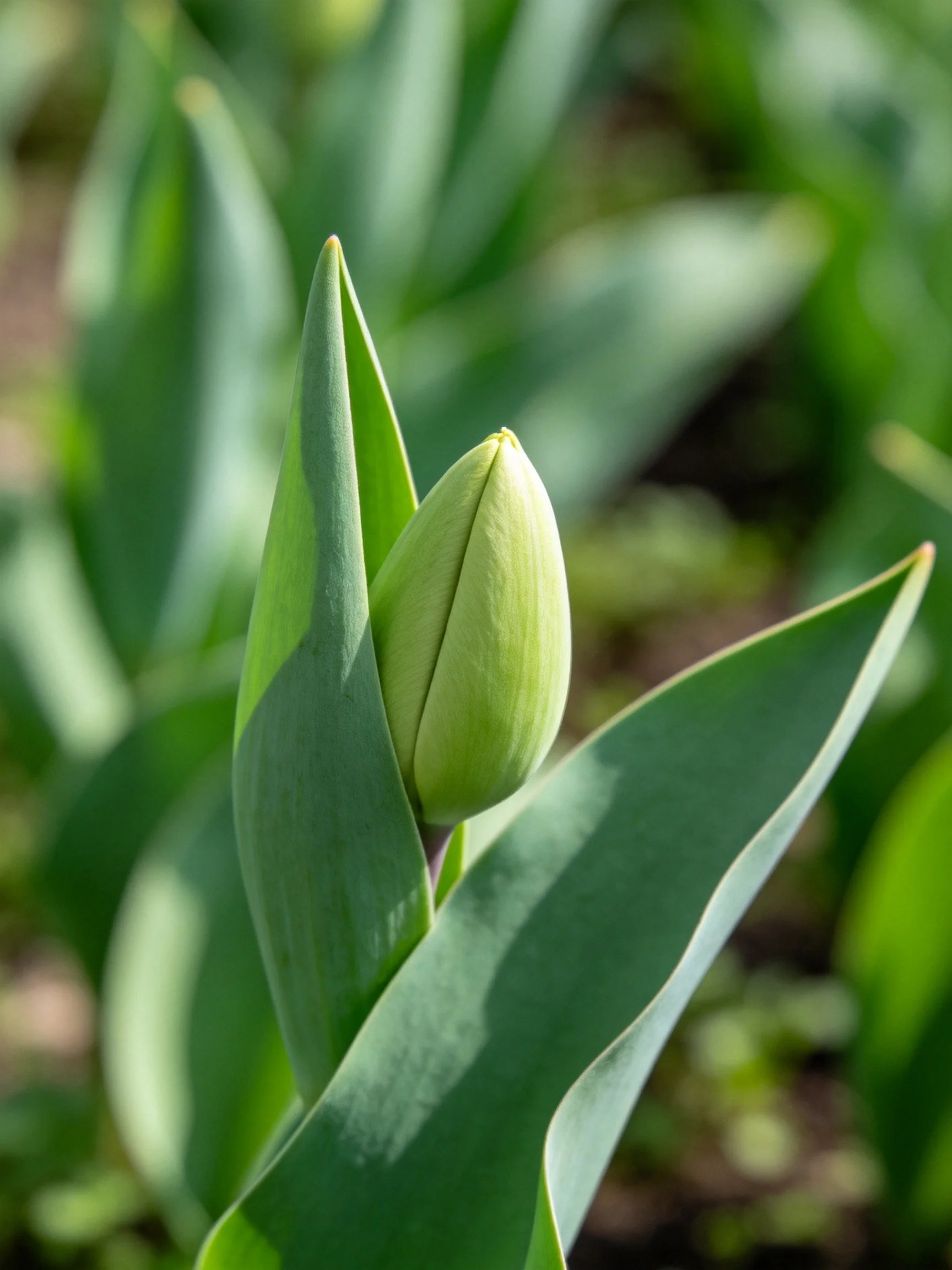 A single green tulip bud nestled among broad green leaves