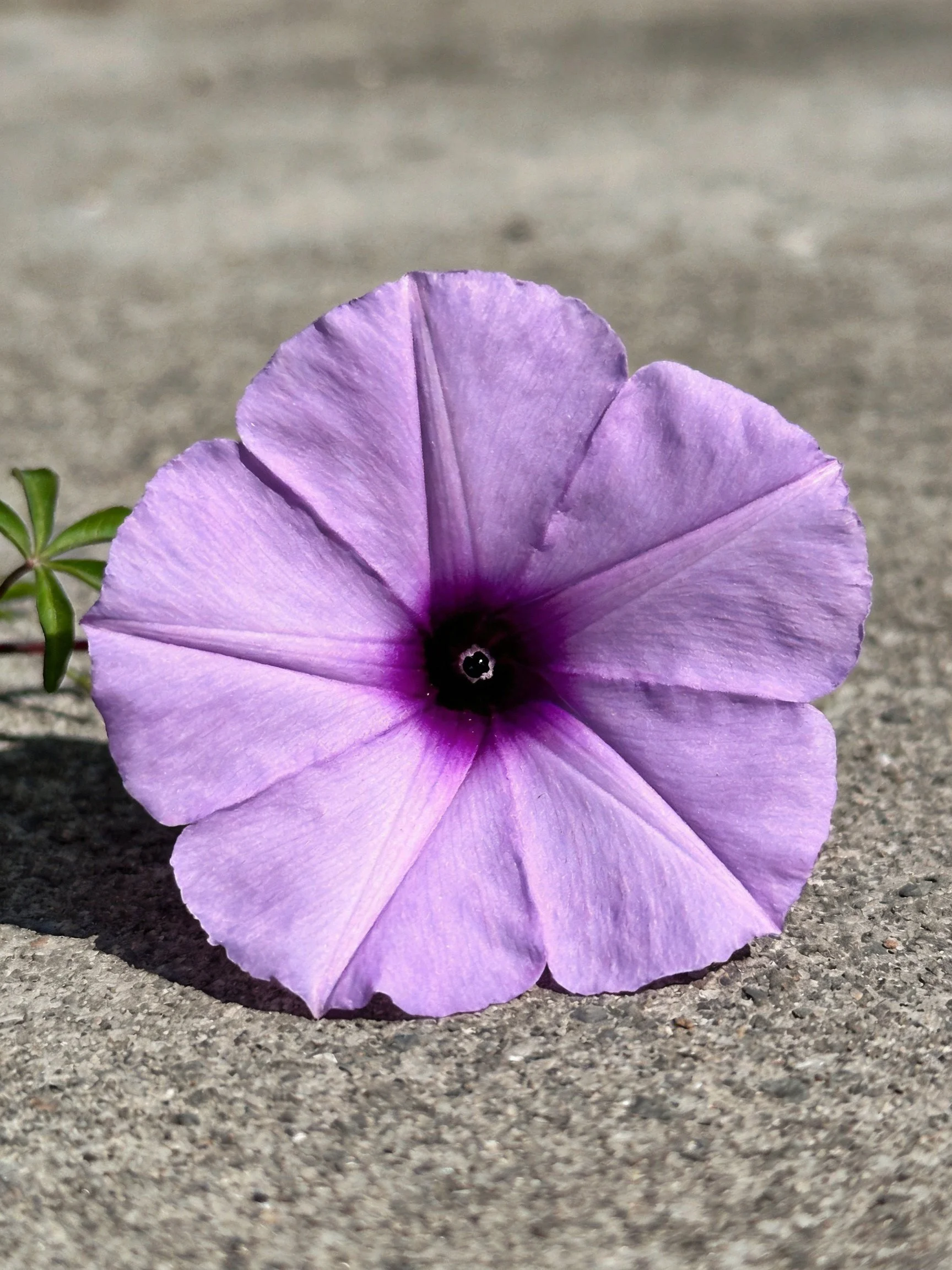 A single lavender petunia rests on rough gray pavement
