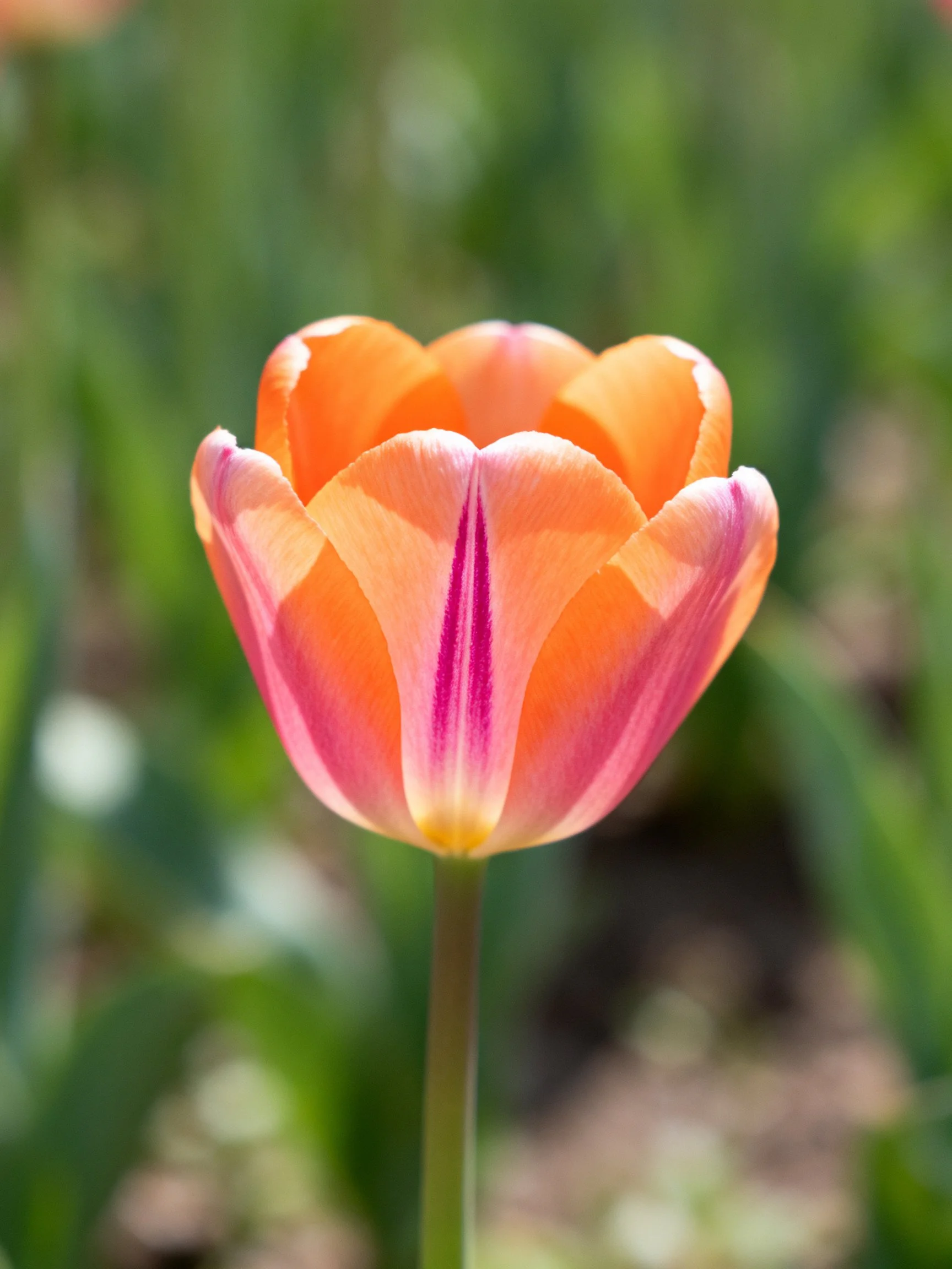 A single orange-pink tulip with purple petal details