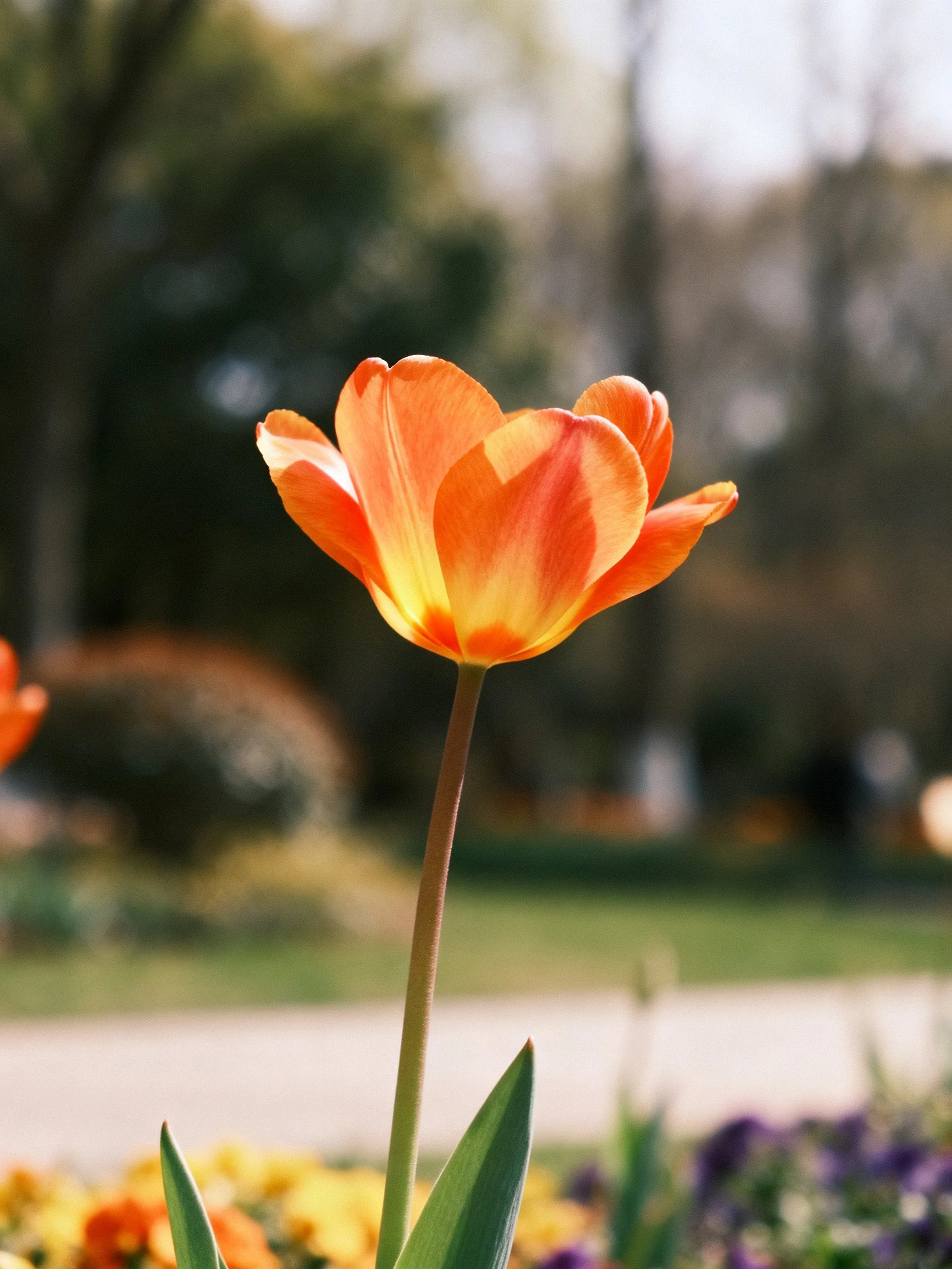 A single orange tulip with yellow tones in a sunlit garden