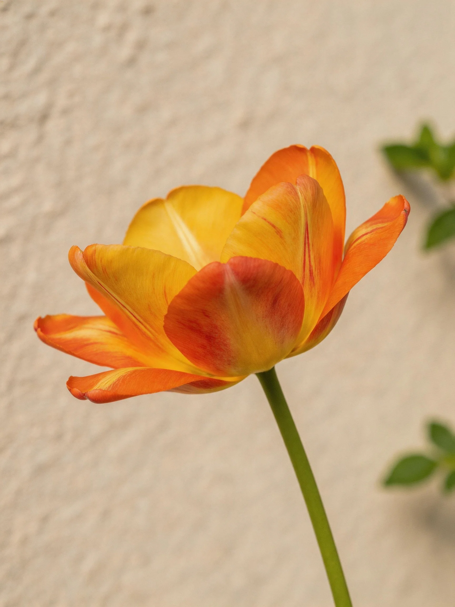 A single orange-yellow tulip with a green stem near a textured white wall