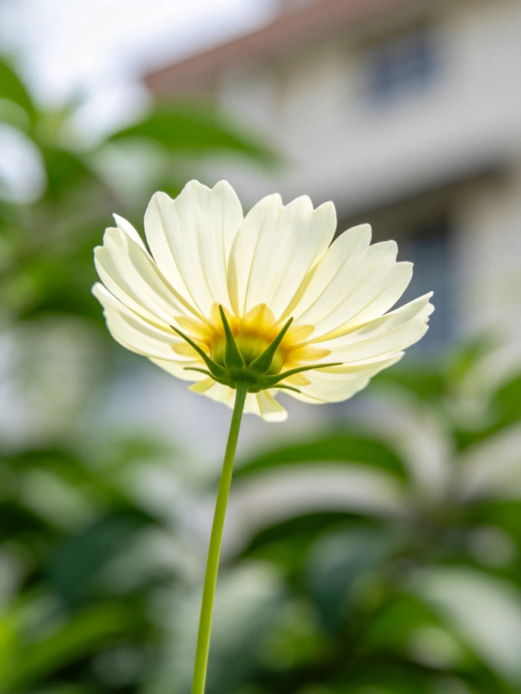 A single pale white cosmos flower with yellow center and green stem