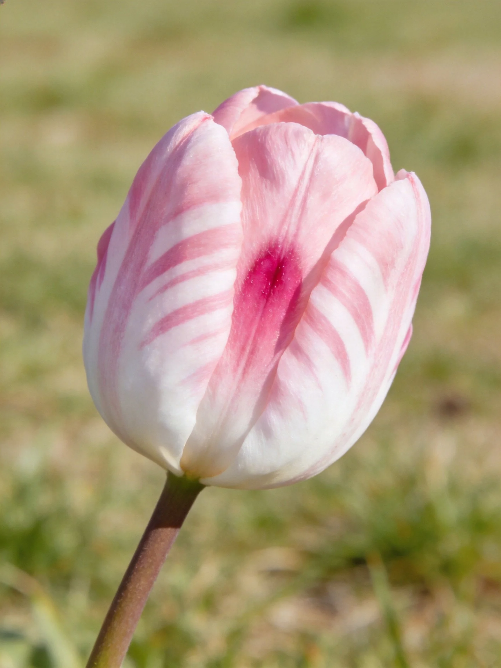 A single pink and white striped tulip with a deep magenta center