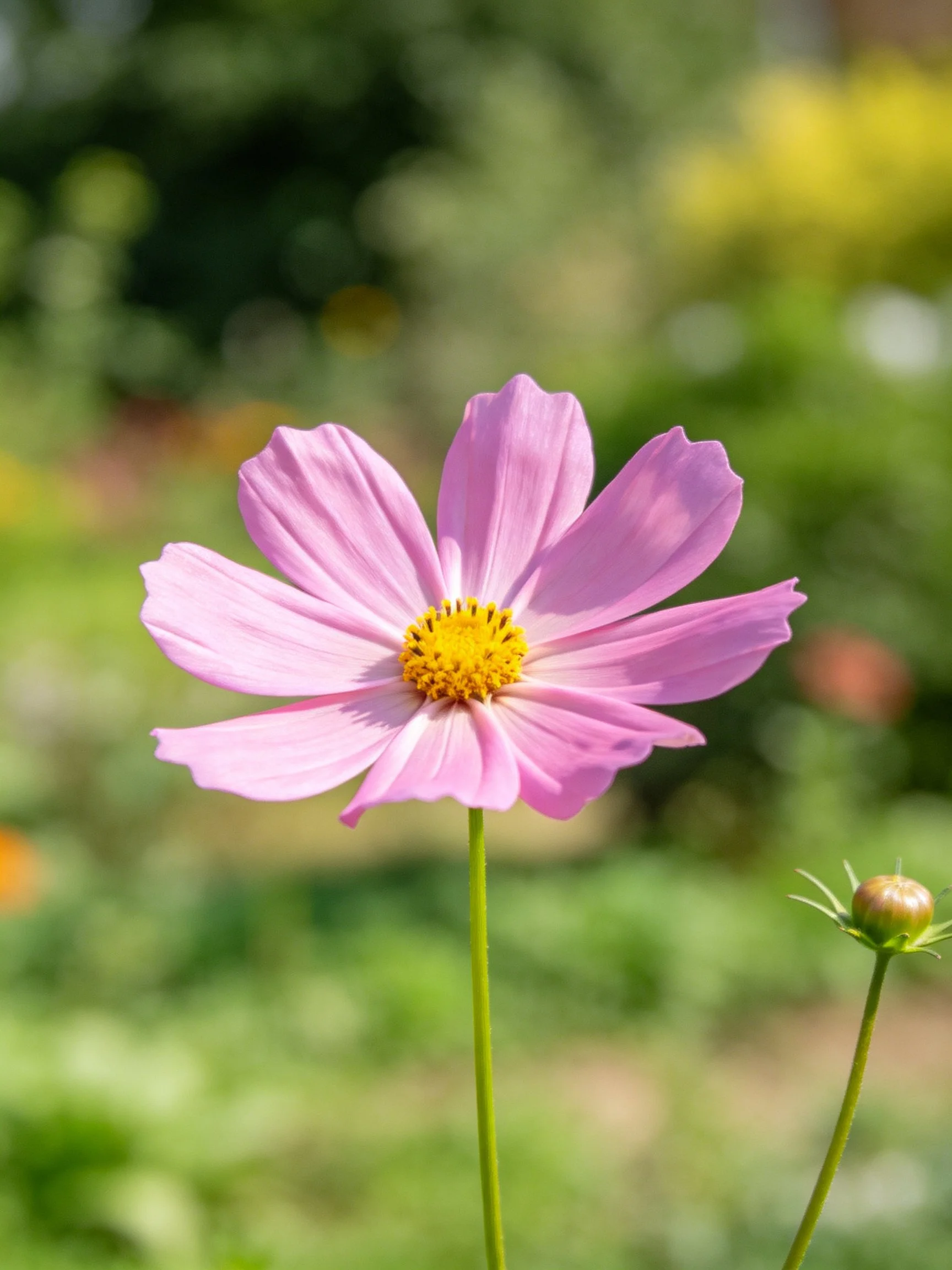 A single pink cosmos flower with a yellow center