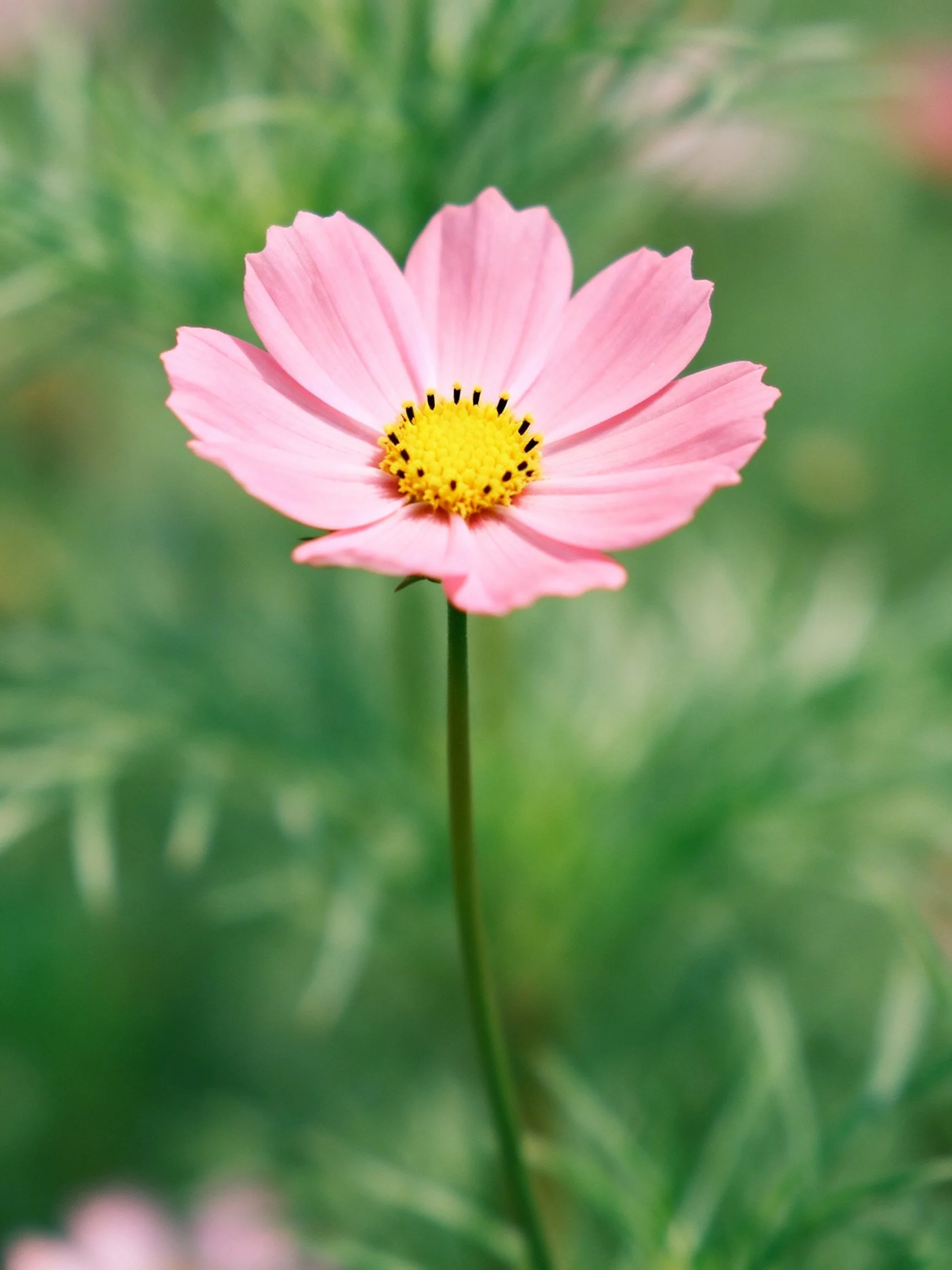 A single pink cosmos flower with a yellow center
