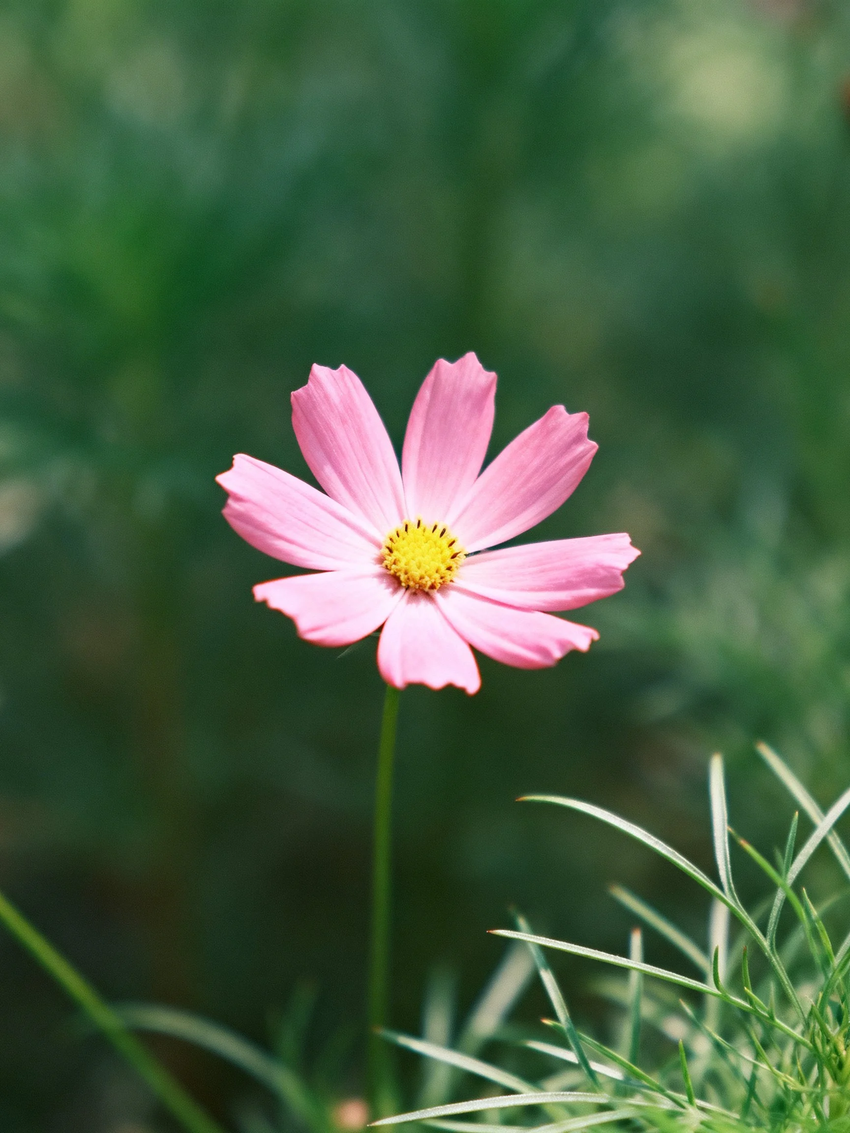 A single pink cosmos flower with yellow center amid green foliage