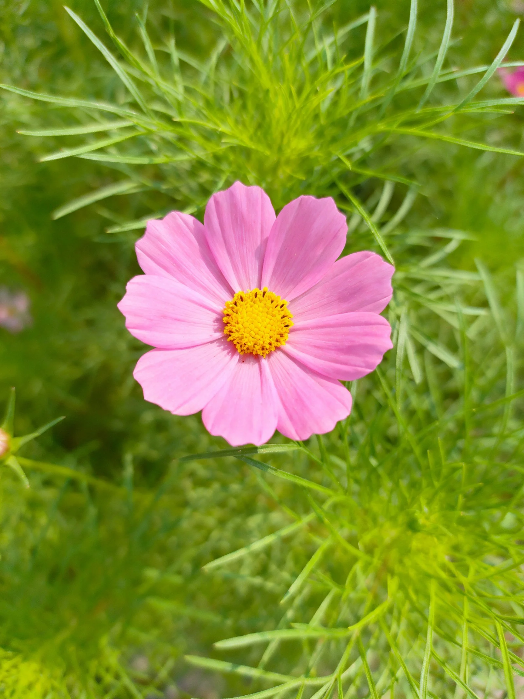 A single pink cosmos flower with yellow center amid lush green foliage