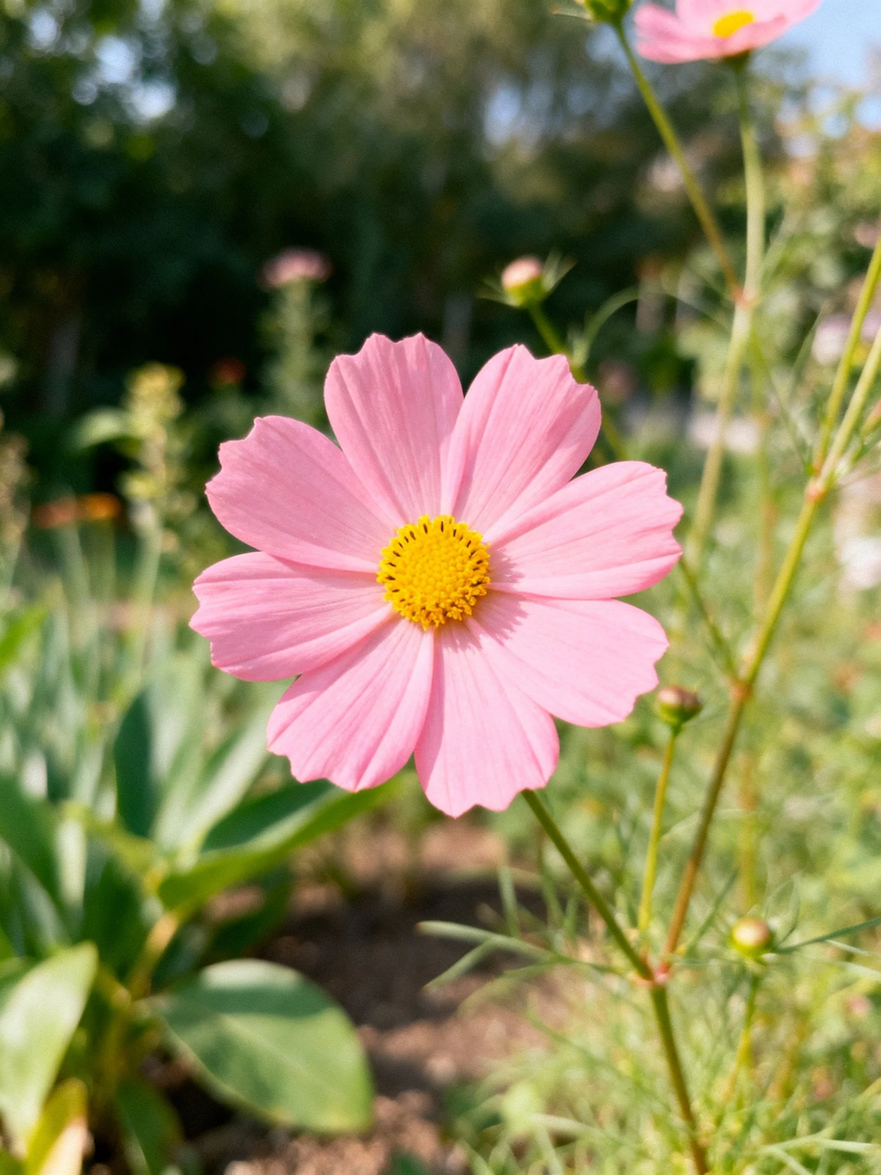 A single pink cosmos flower with yellow center among green foliage