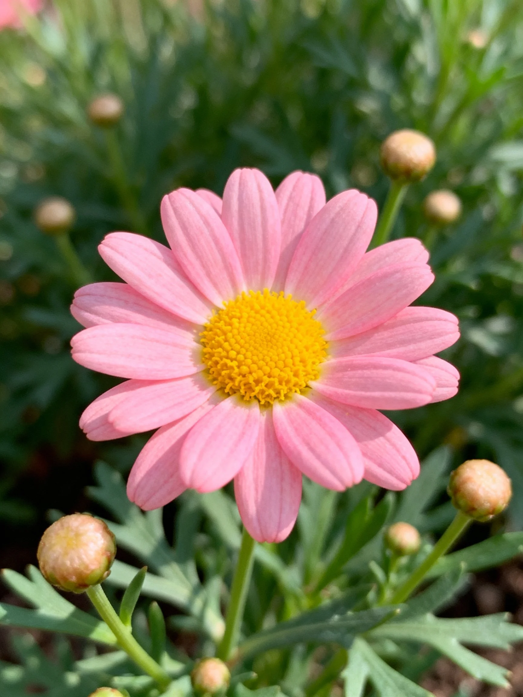 A single pink daisy with yellow center amid green foliage