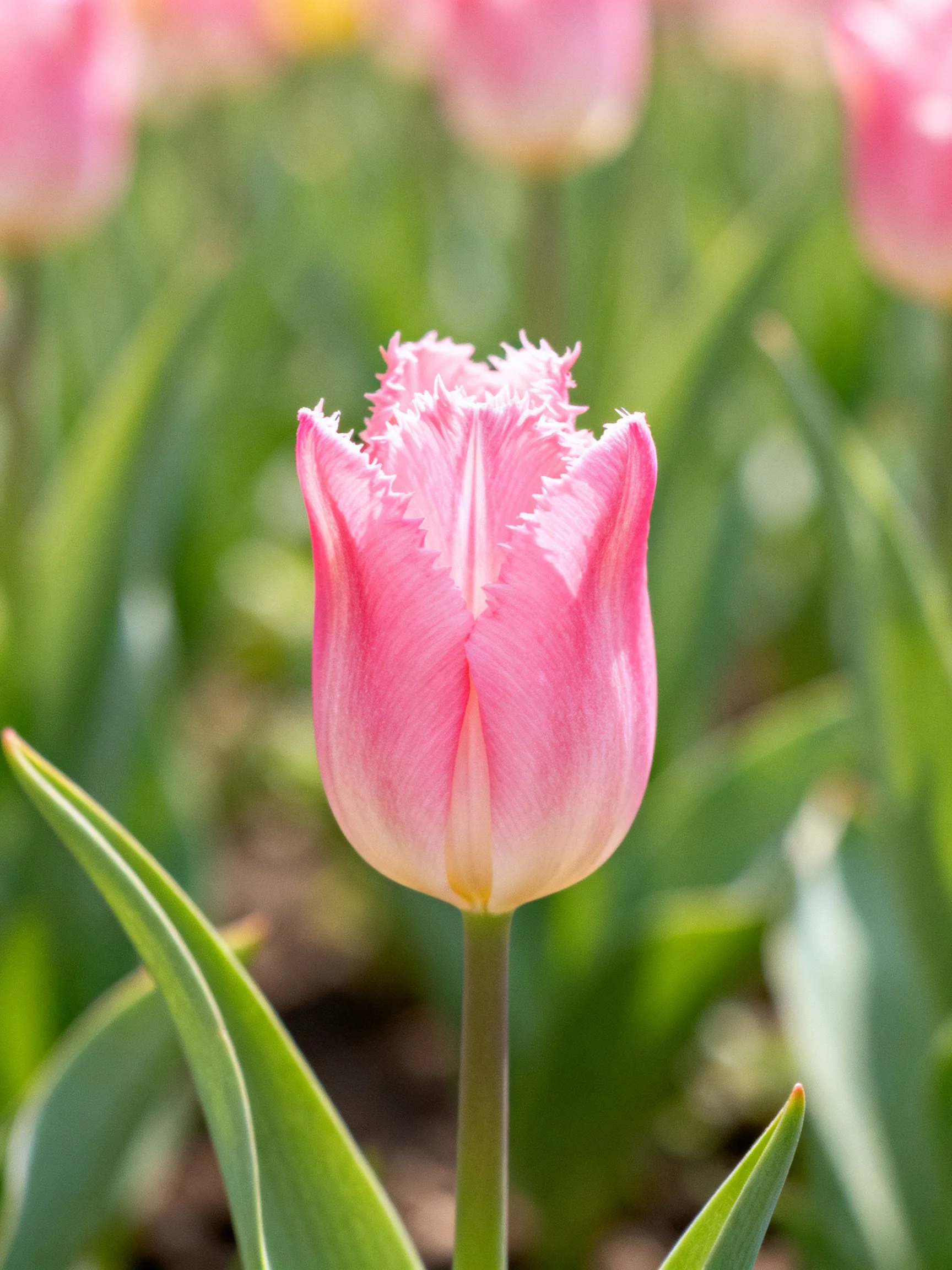 A single pink fringed tulip amid green foliage