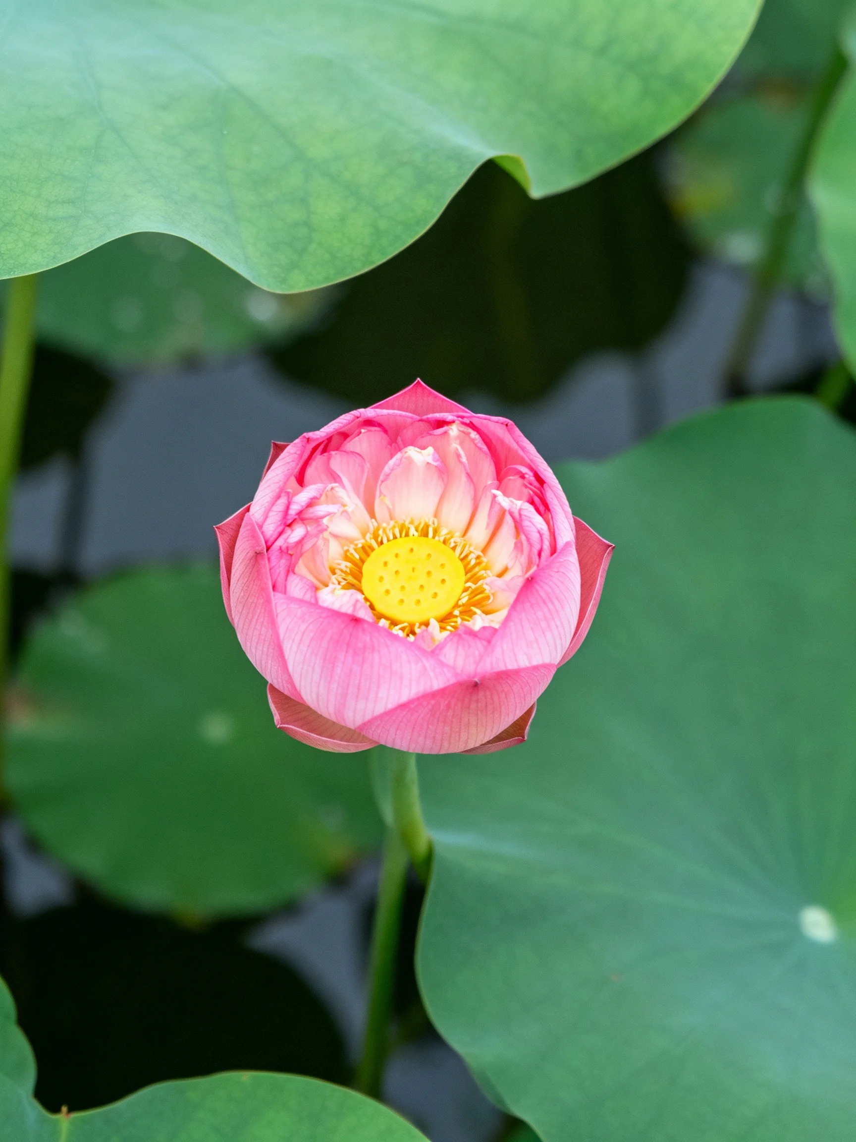 A single pink lotus blooming among large green leaves