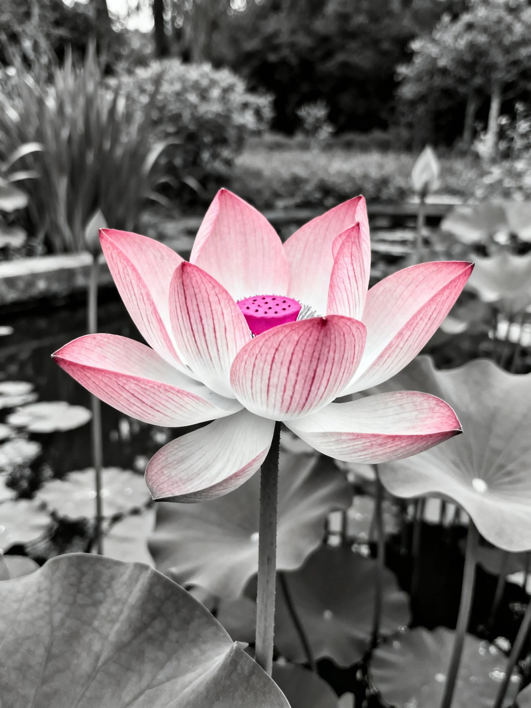 A single pink lotus blooms prominently in a monochrome garden setting.